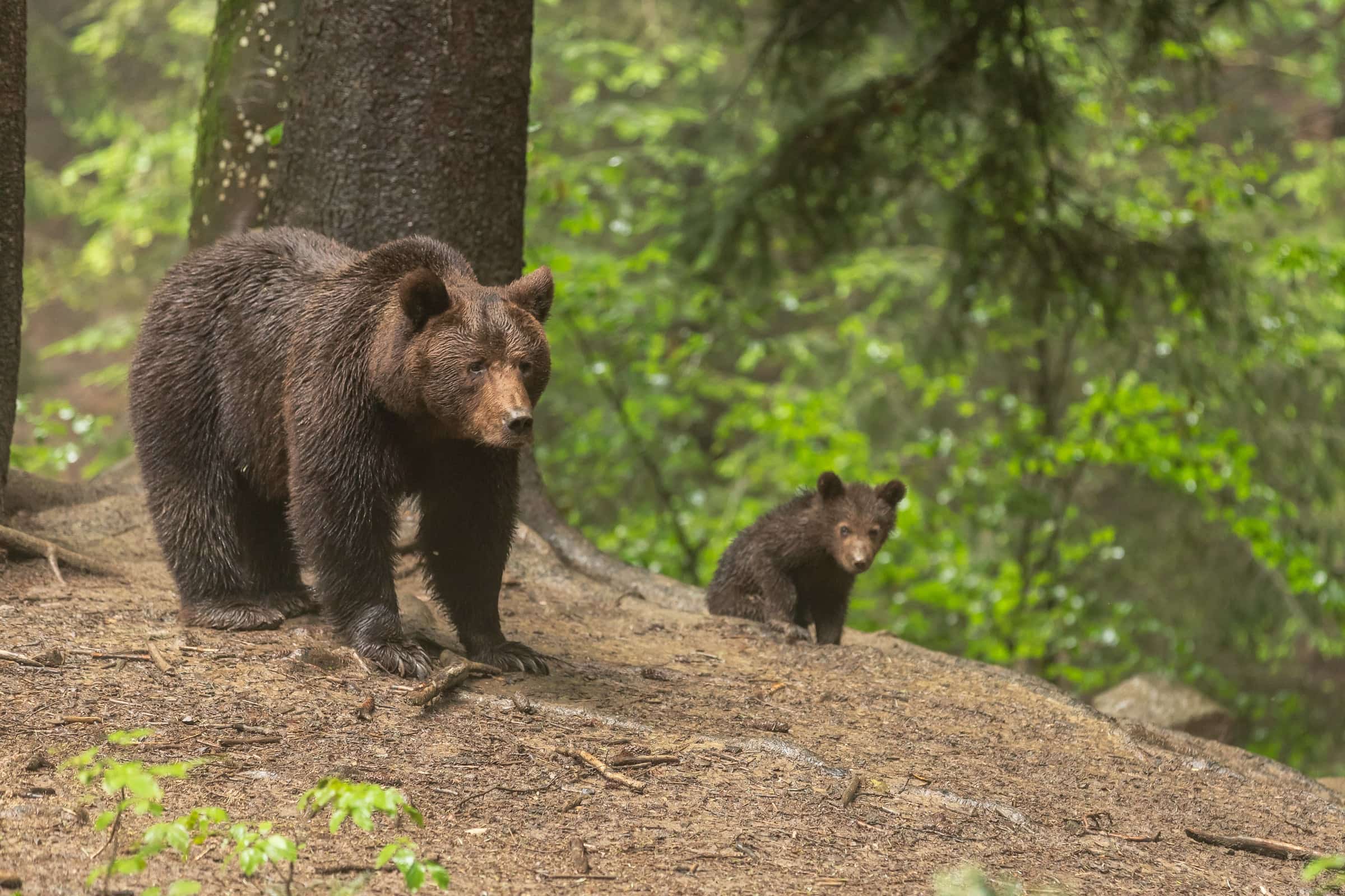 Braunbär und Jungtier auf einem Waldpfad.