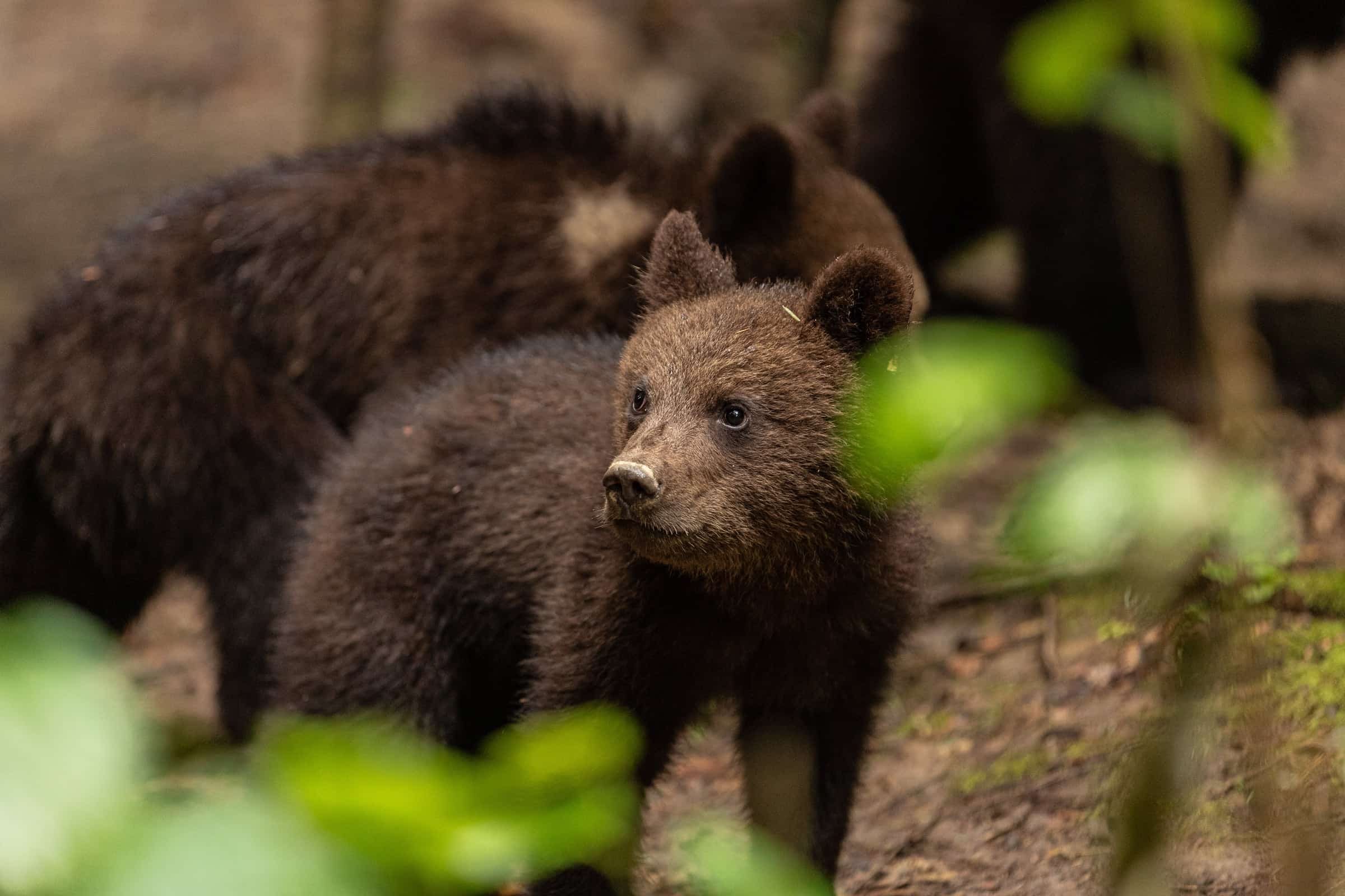 Bear cub in dense forest vegetation.