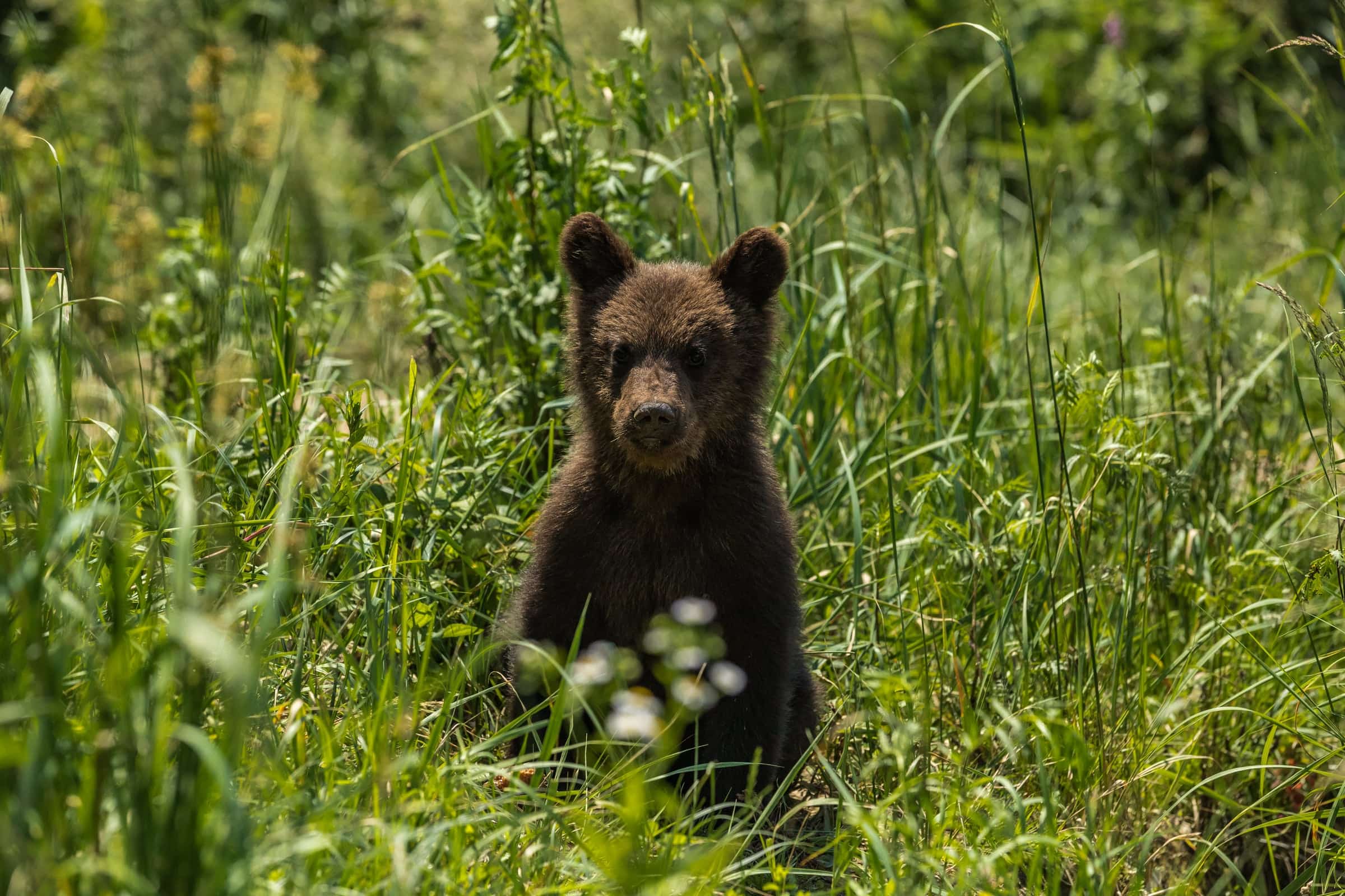 Wildlife in a protected forest landscape.