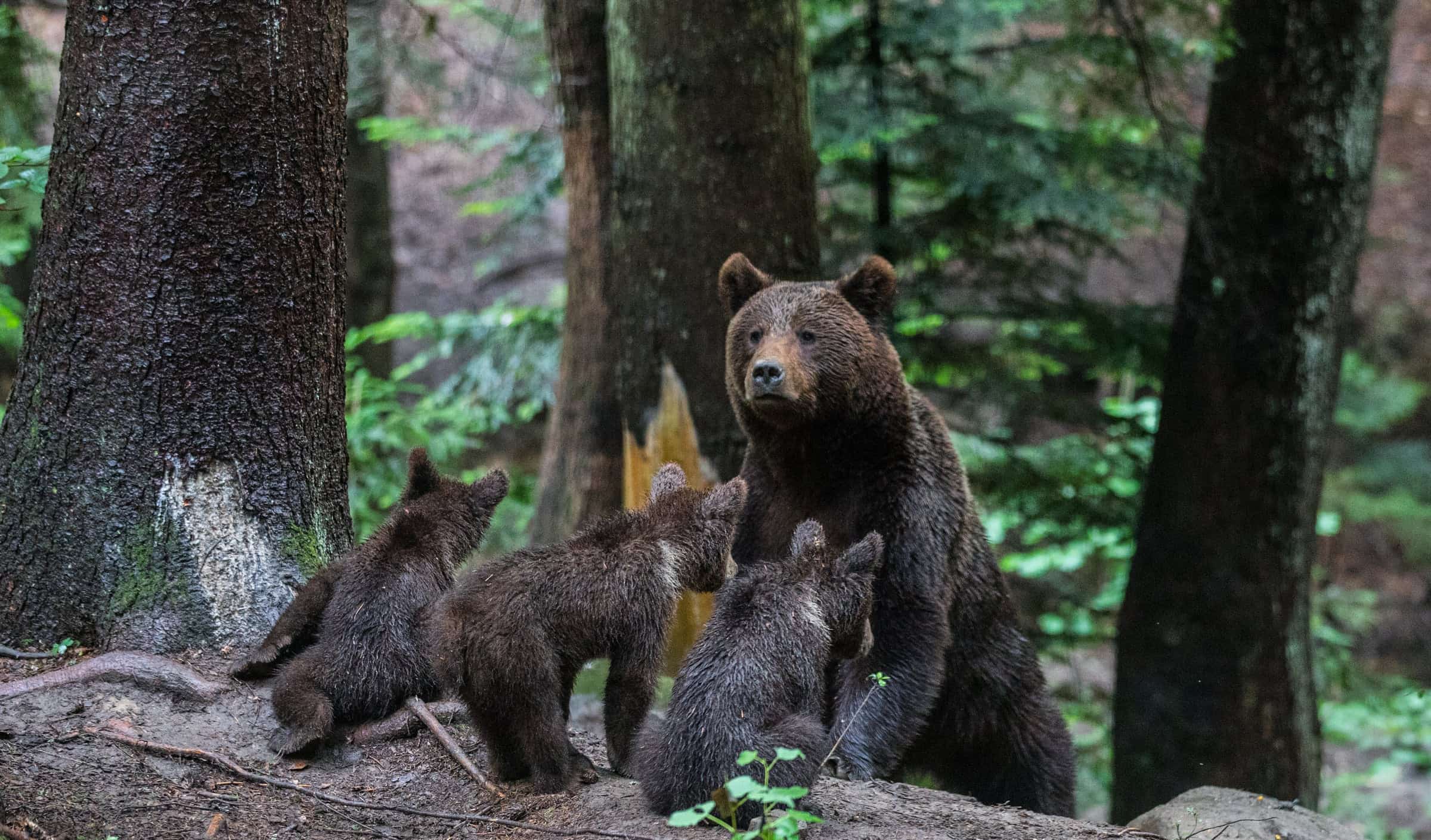 Brown bear with cubs in an old forest.