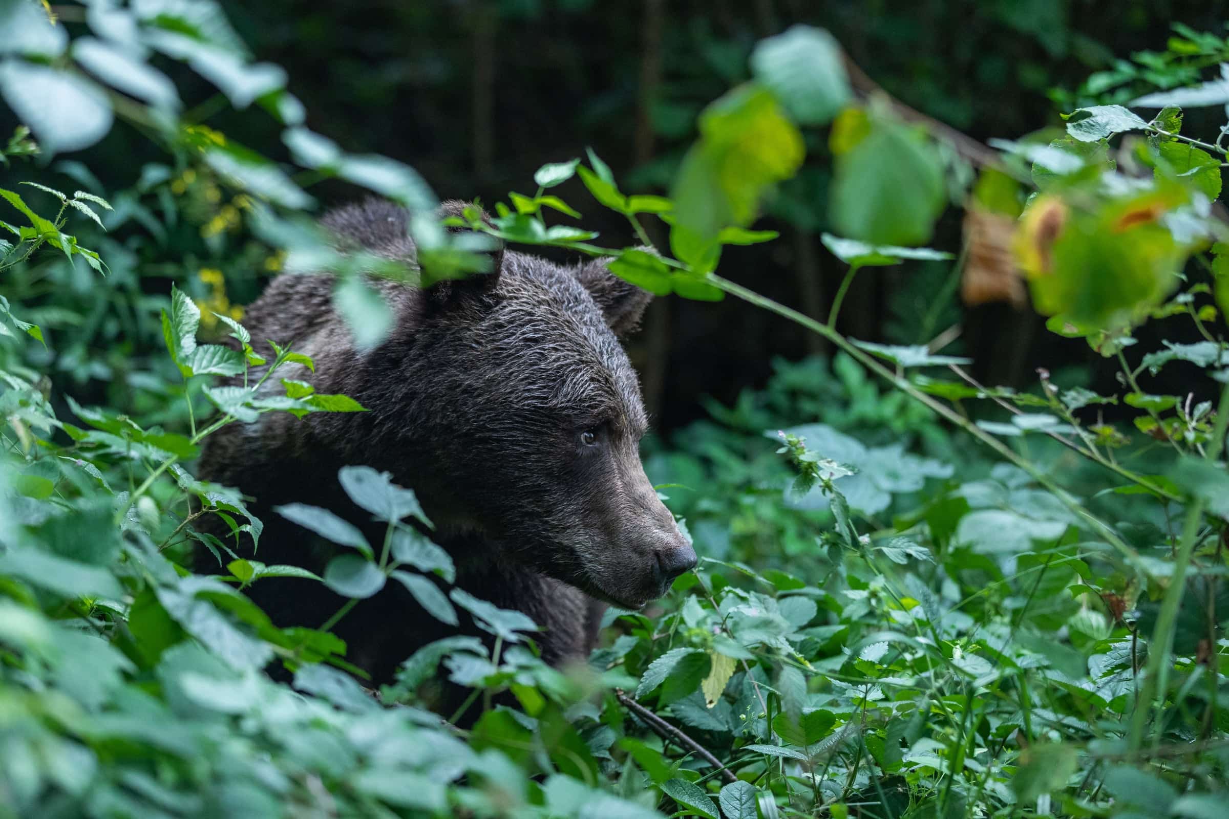 Braunbär bewegt sich durch dichtes grünes Unterholz.