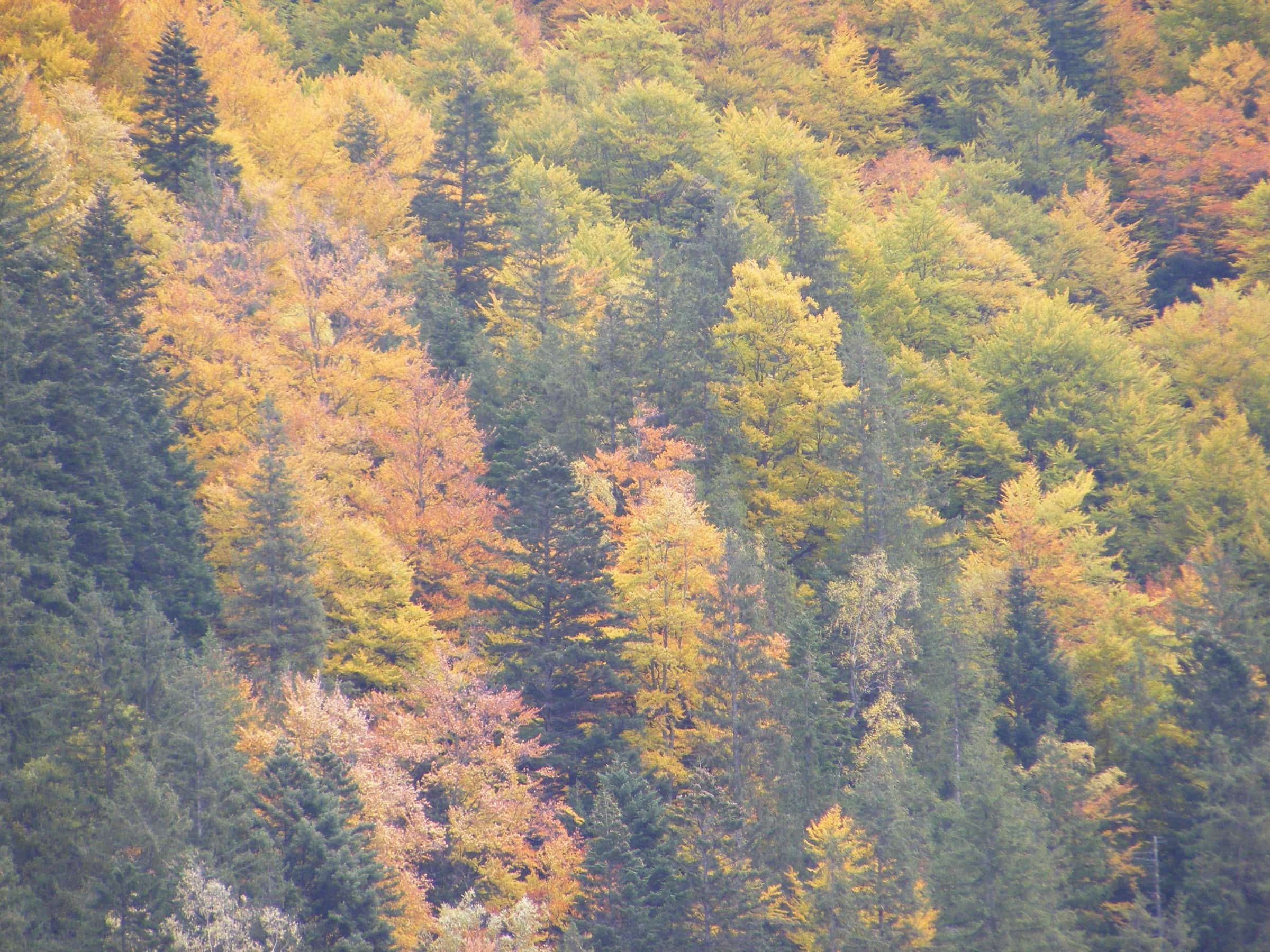 Dense autumn canopy in Câmpușel Forest.