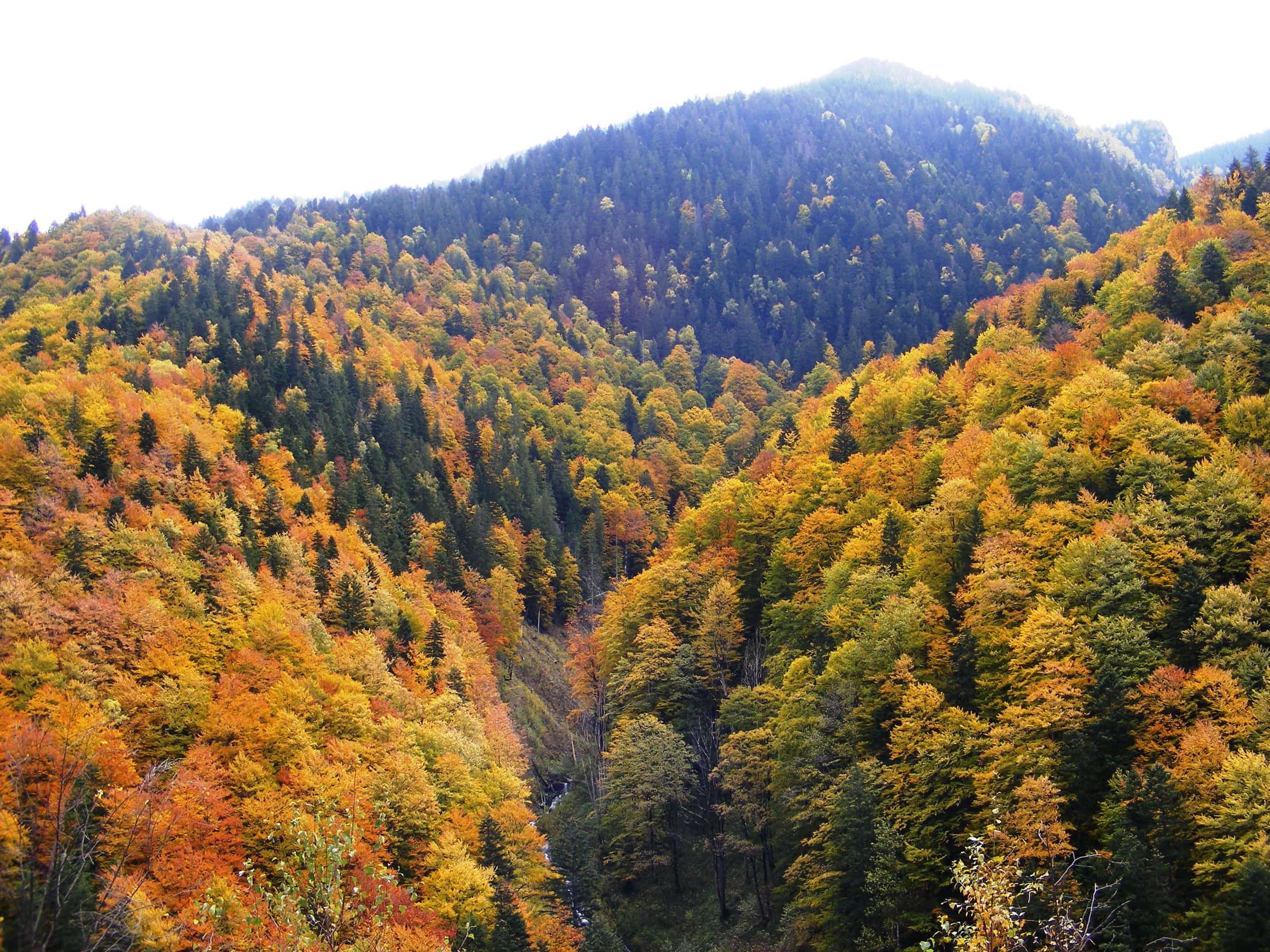 Autumn forest ridge in the Câmpușel landscape.