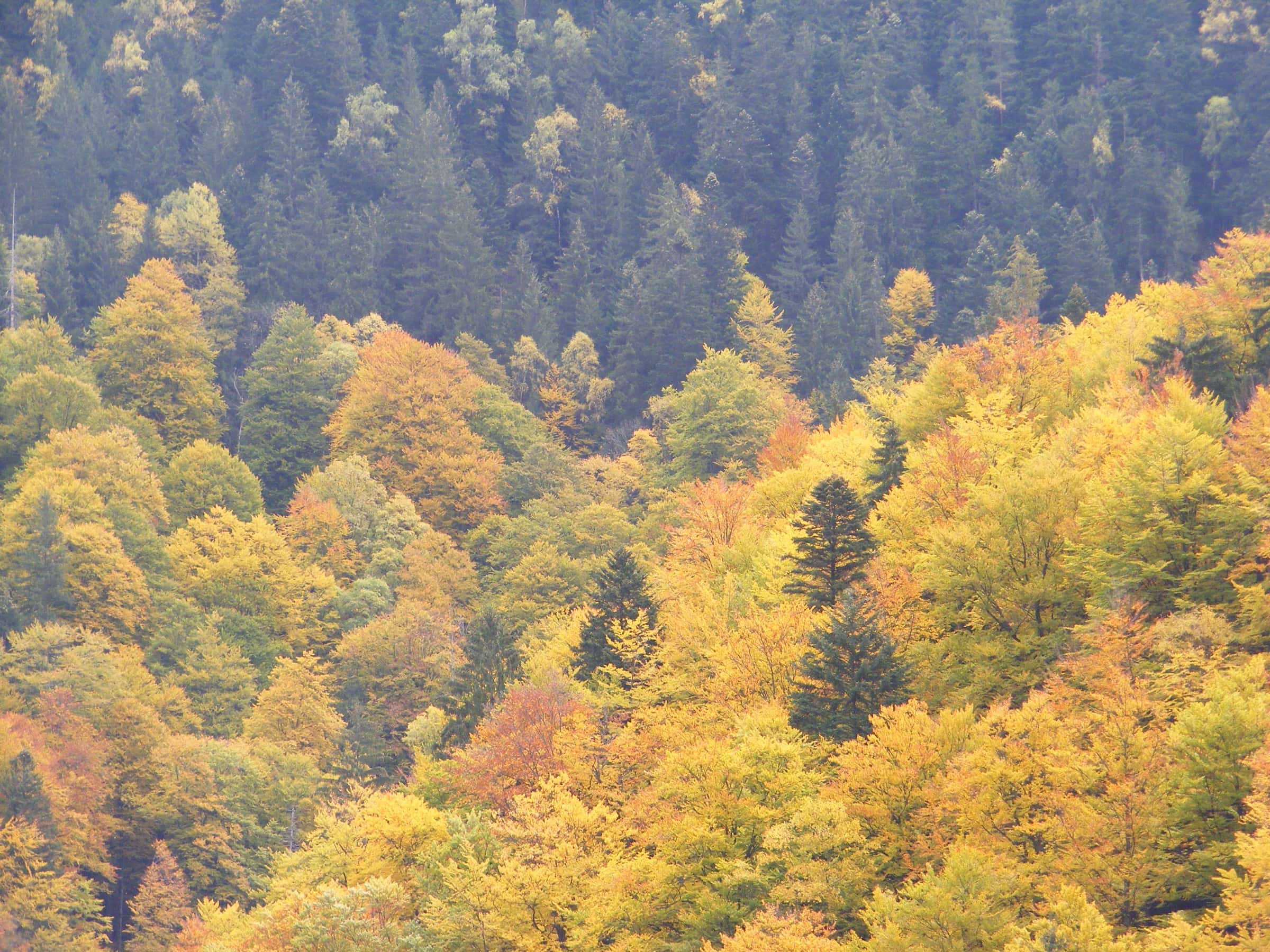 Gemischter Herbstwald an einem Berghang.