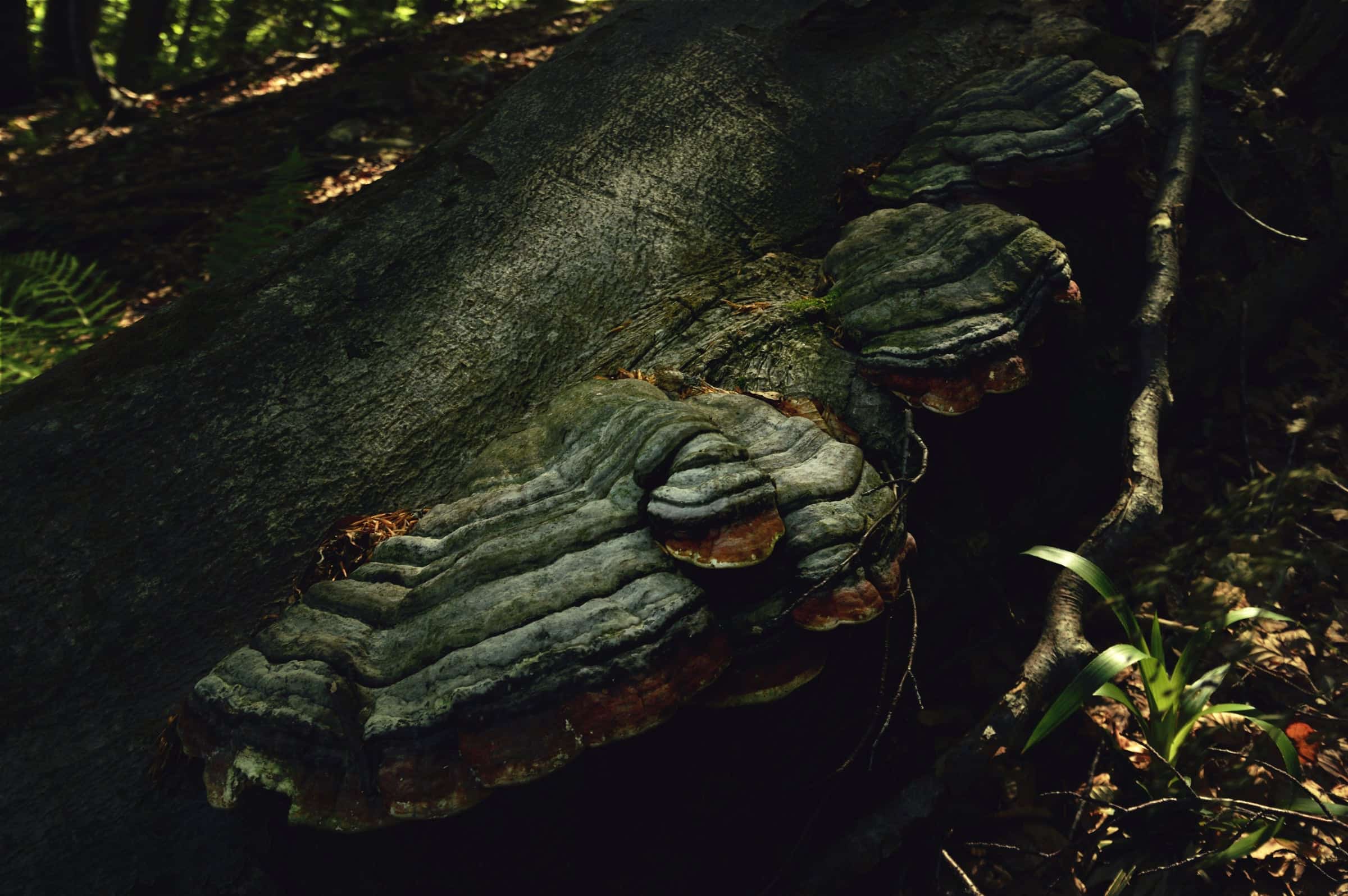 Bracket fungi growing on a fallen mossy trunk at Câmpușel.