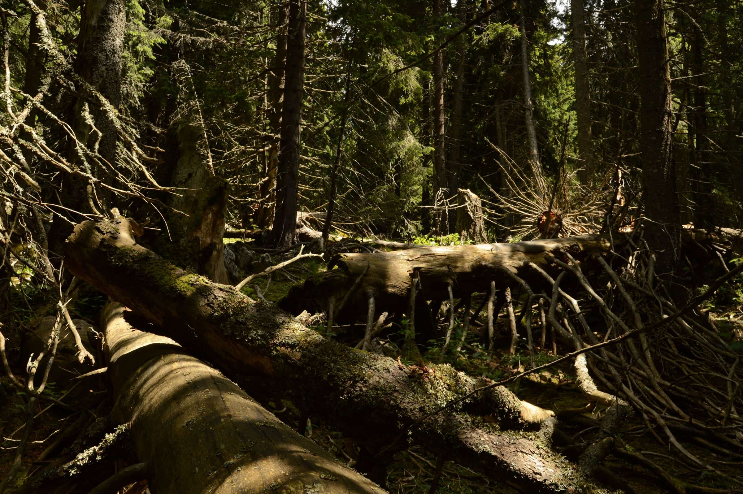 Large fallen spruce trunks and standing deadwood in a sunlit old-growth stand at Câmpușel.