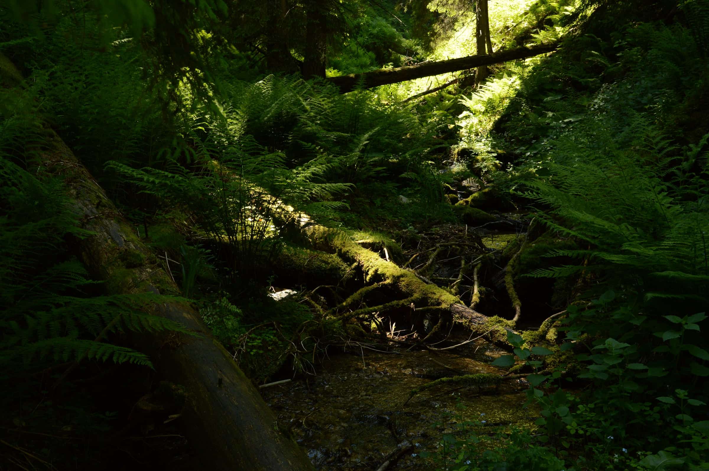 Mossy fallen logs and roots over a small watercourse in lush forest at Câmpușel.
