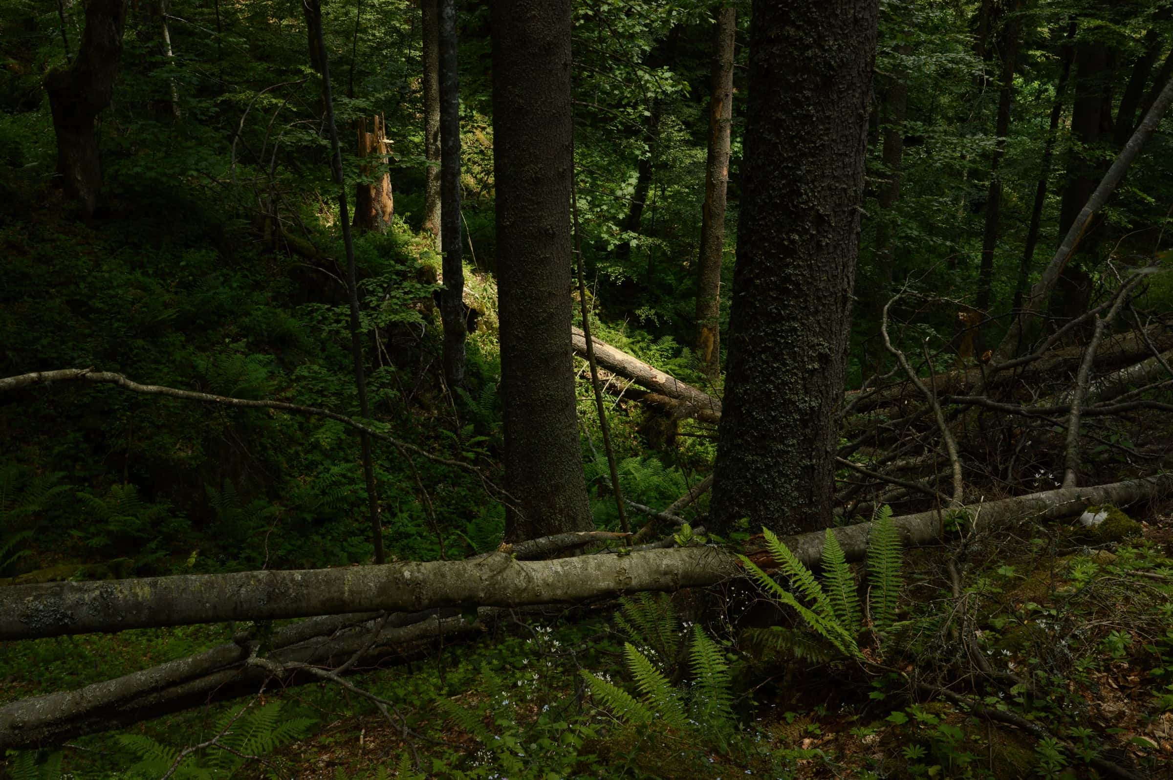 Fallen mossy trunks across a steep, ferny forest slope at Câmpușel.