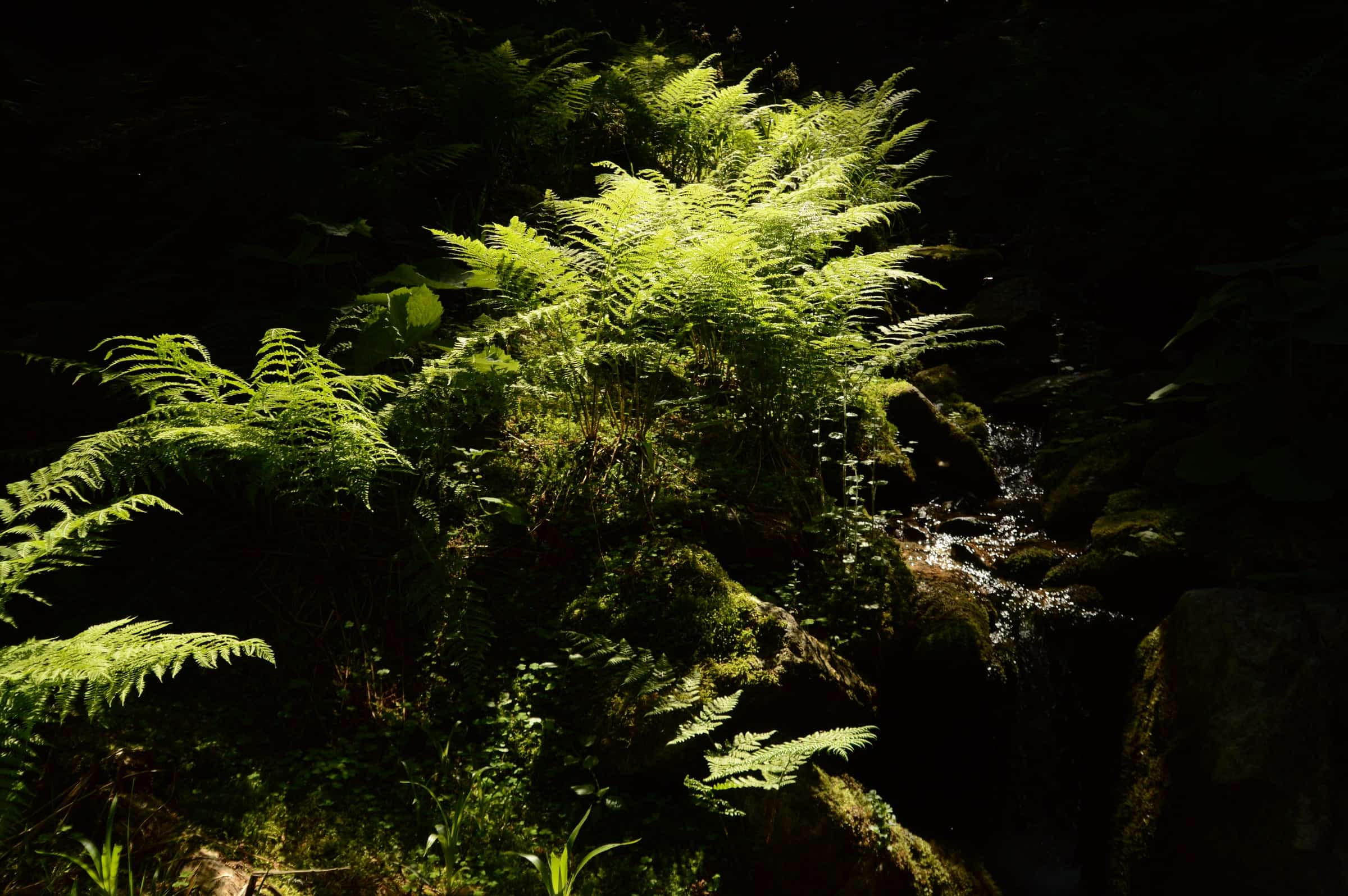 Sunlit ferns beside a small mossy stream in the forest at Câmpușel.