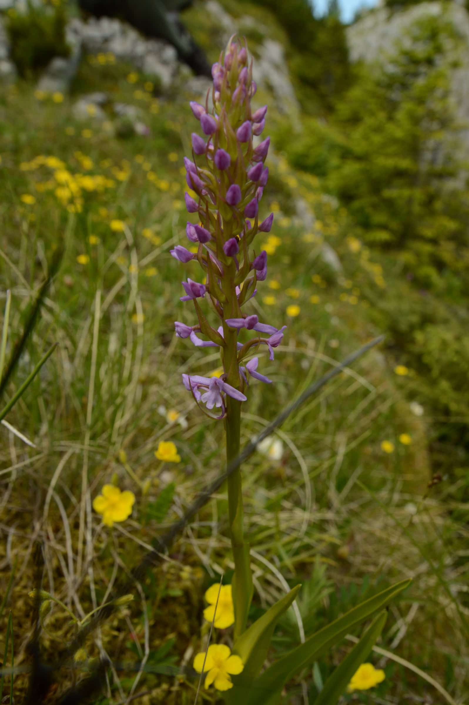 A wild fragrant orchid in bloom on a limestone grassland slope at Câmpușel.