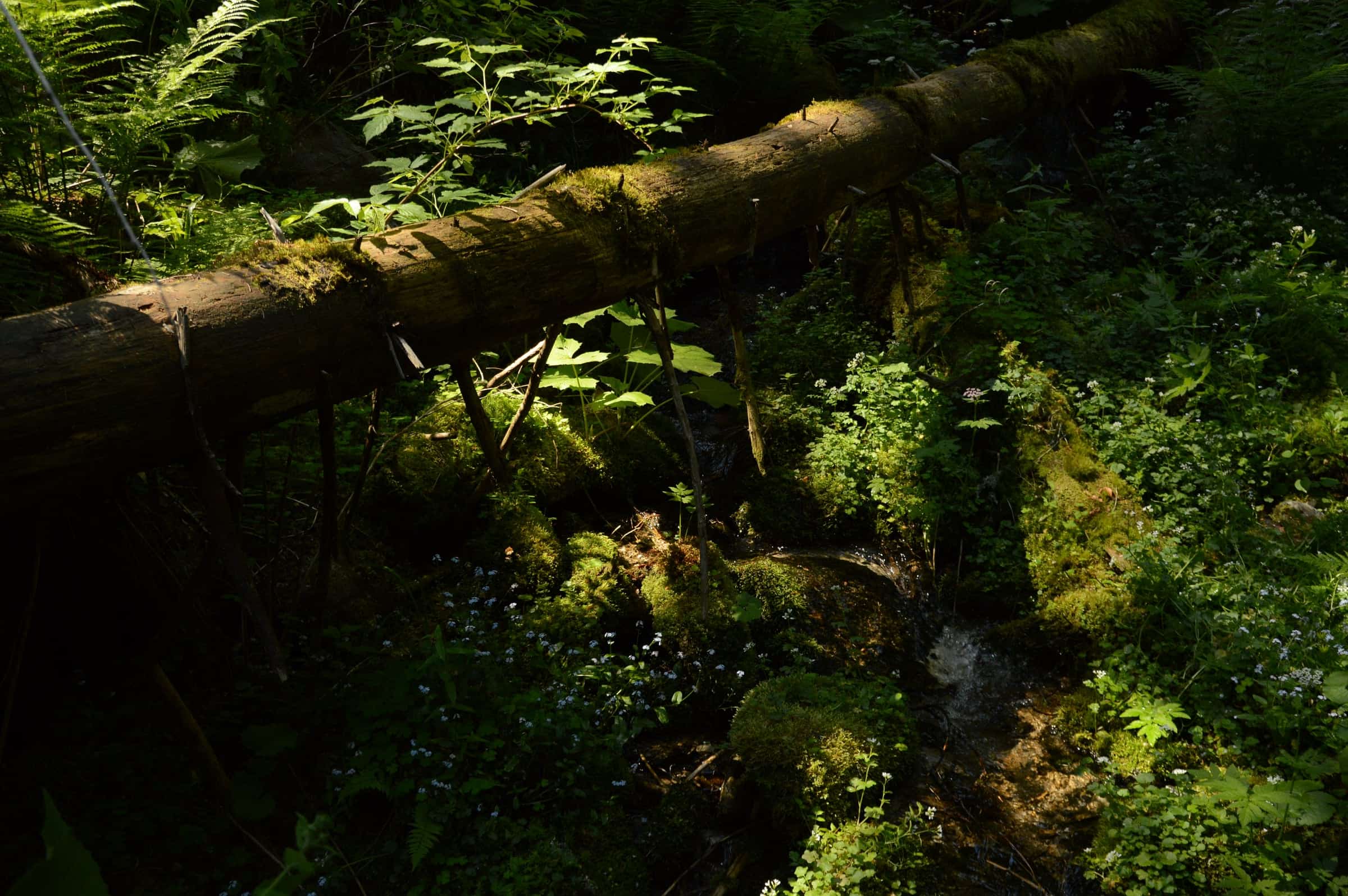 A mossy fallen log spanning a small stream amid ferns and wildflowers at Câmpușel.