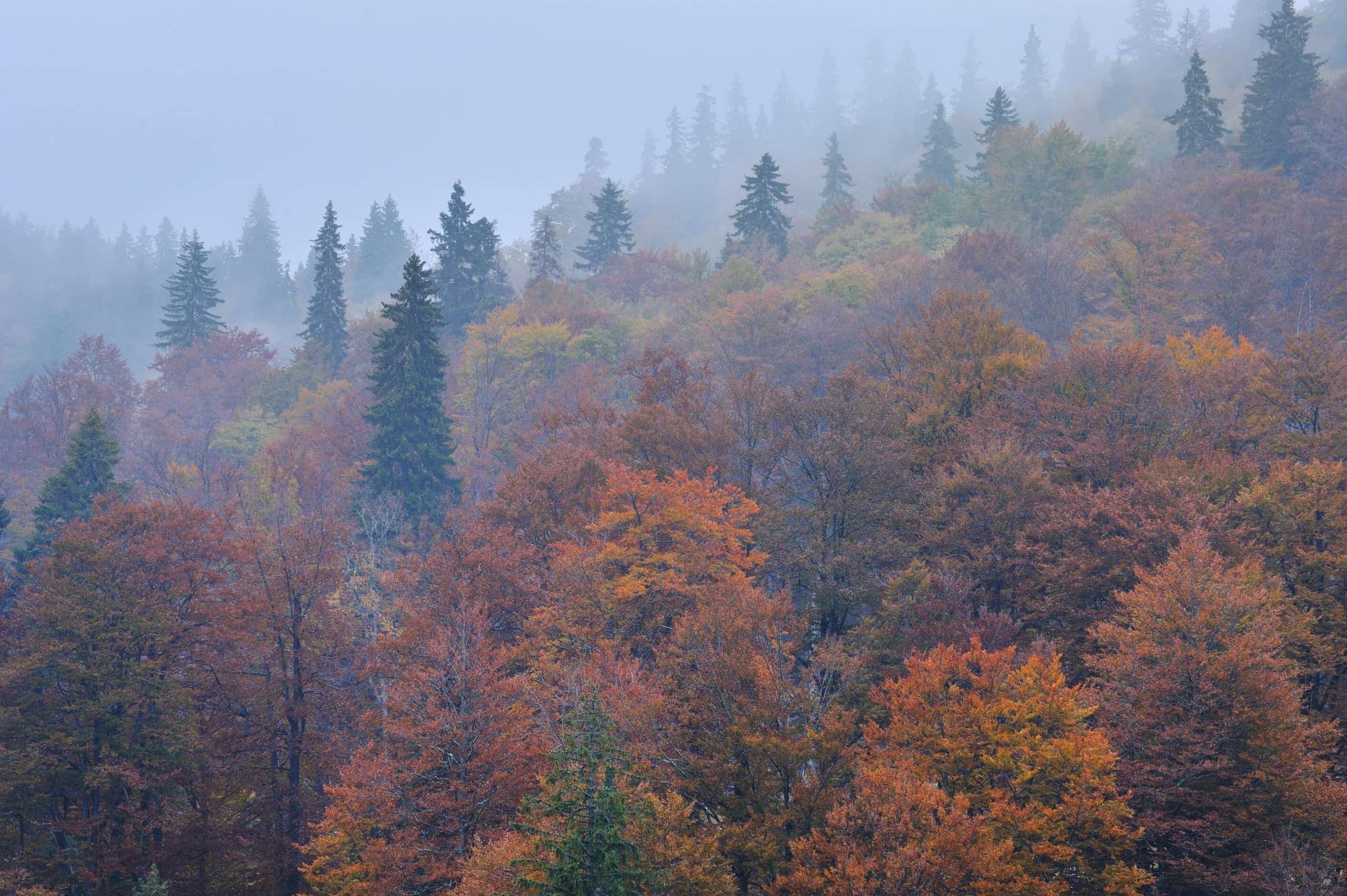 Autumn forest in mist at Câmpușel.
