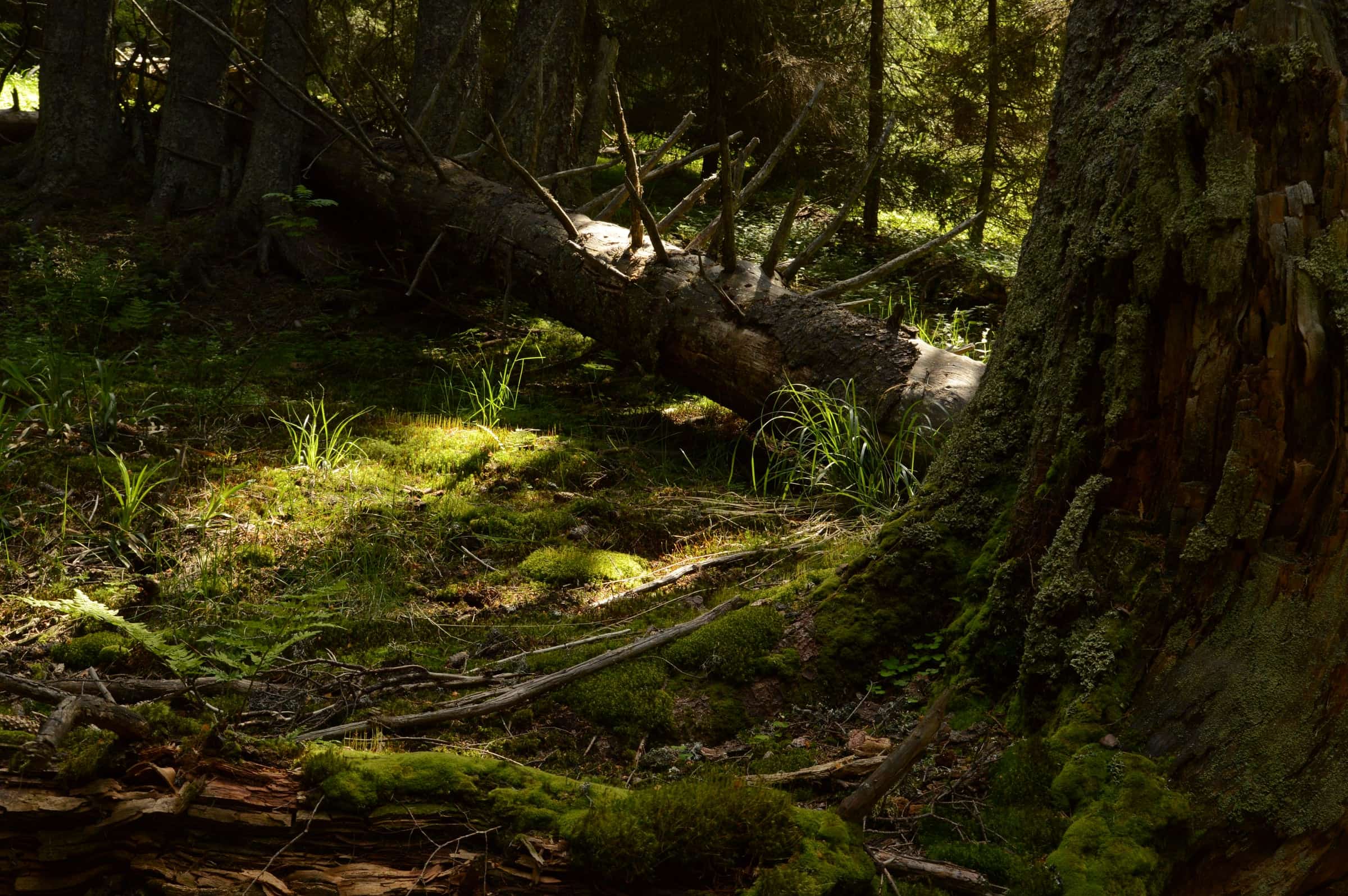 A mossy fallen log on a sunlit forest floor beside a lichen-covered trunk at Câmpușel.