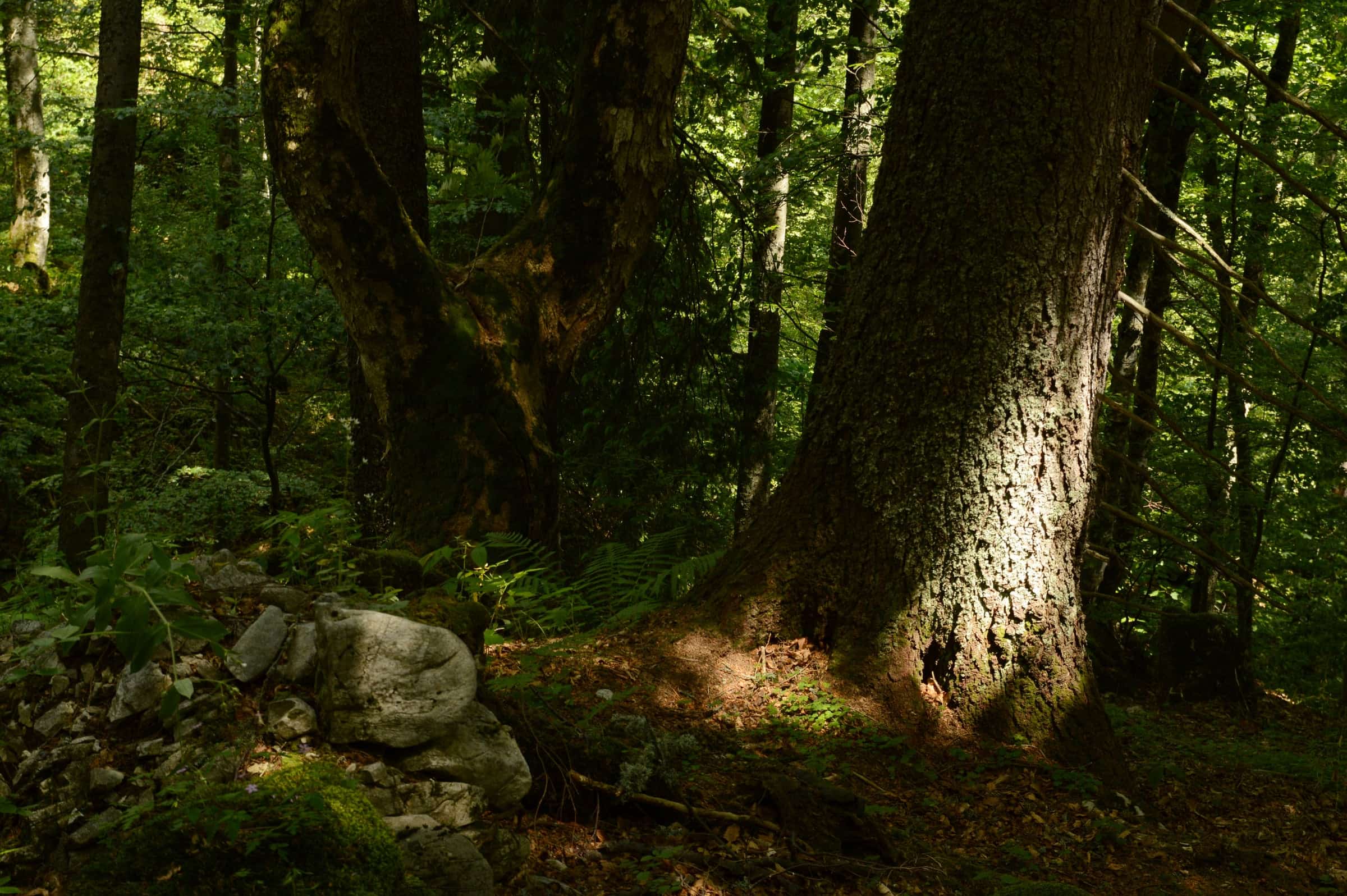Der sonnenbeschienene Fuß einer großen alten Fichte neben einem hellen Felsblock im Wald bei Câmpușel.
