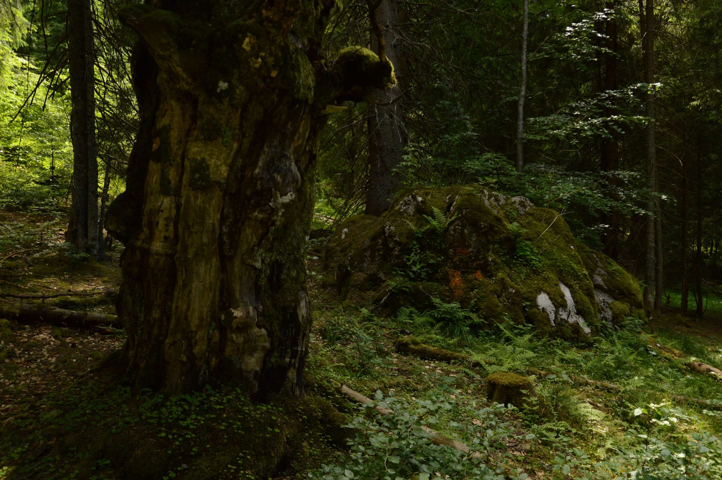 A gnarled old tree trunk beside a moss-covered boulder in the old-growth interior at Câmpușel.