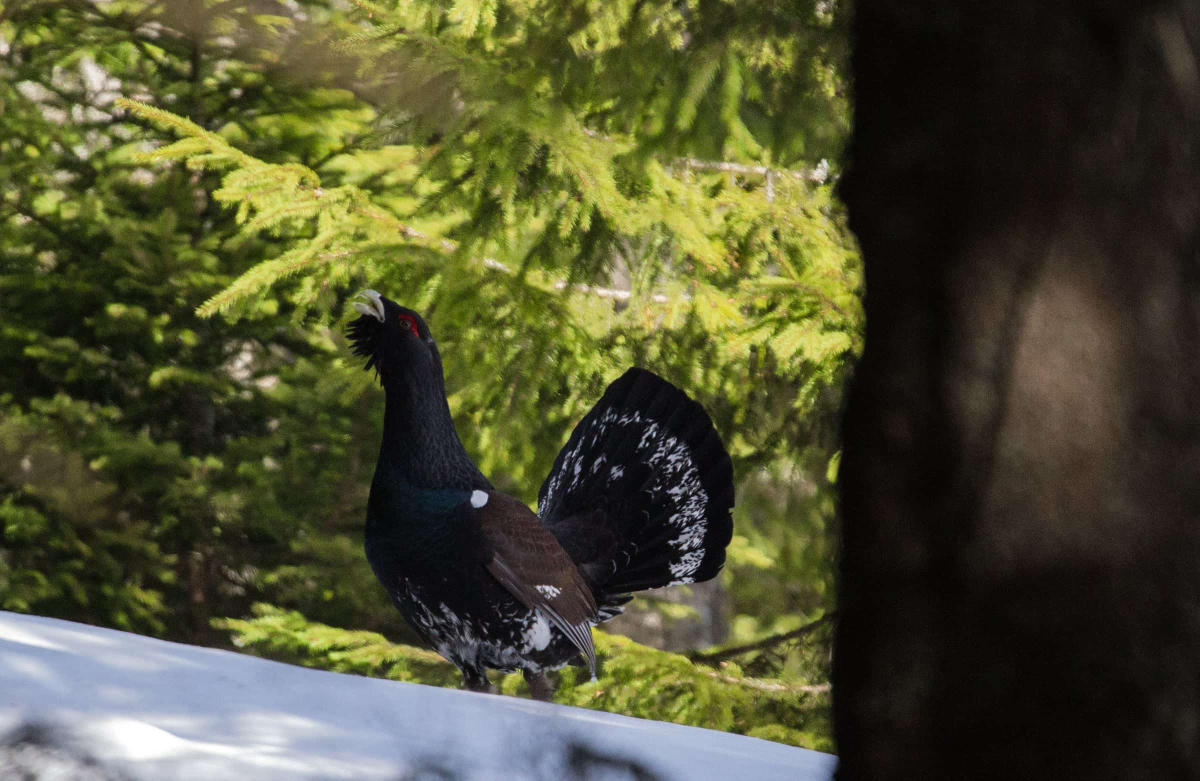 Capercaillie in a shaded forest.
