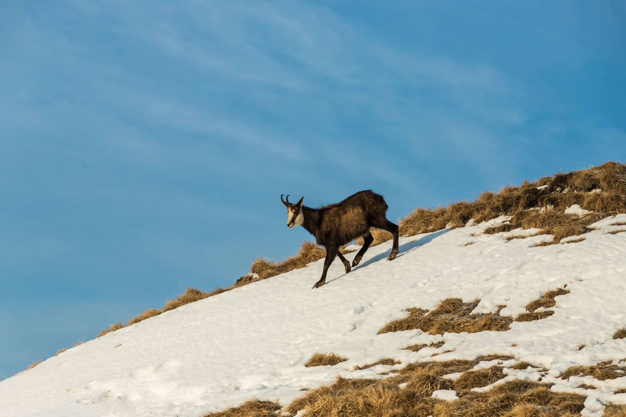 Wildlife in a protected forest landscape.