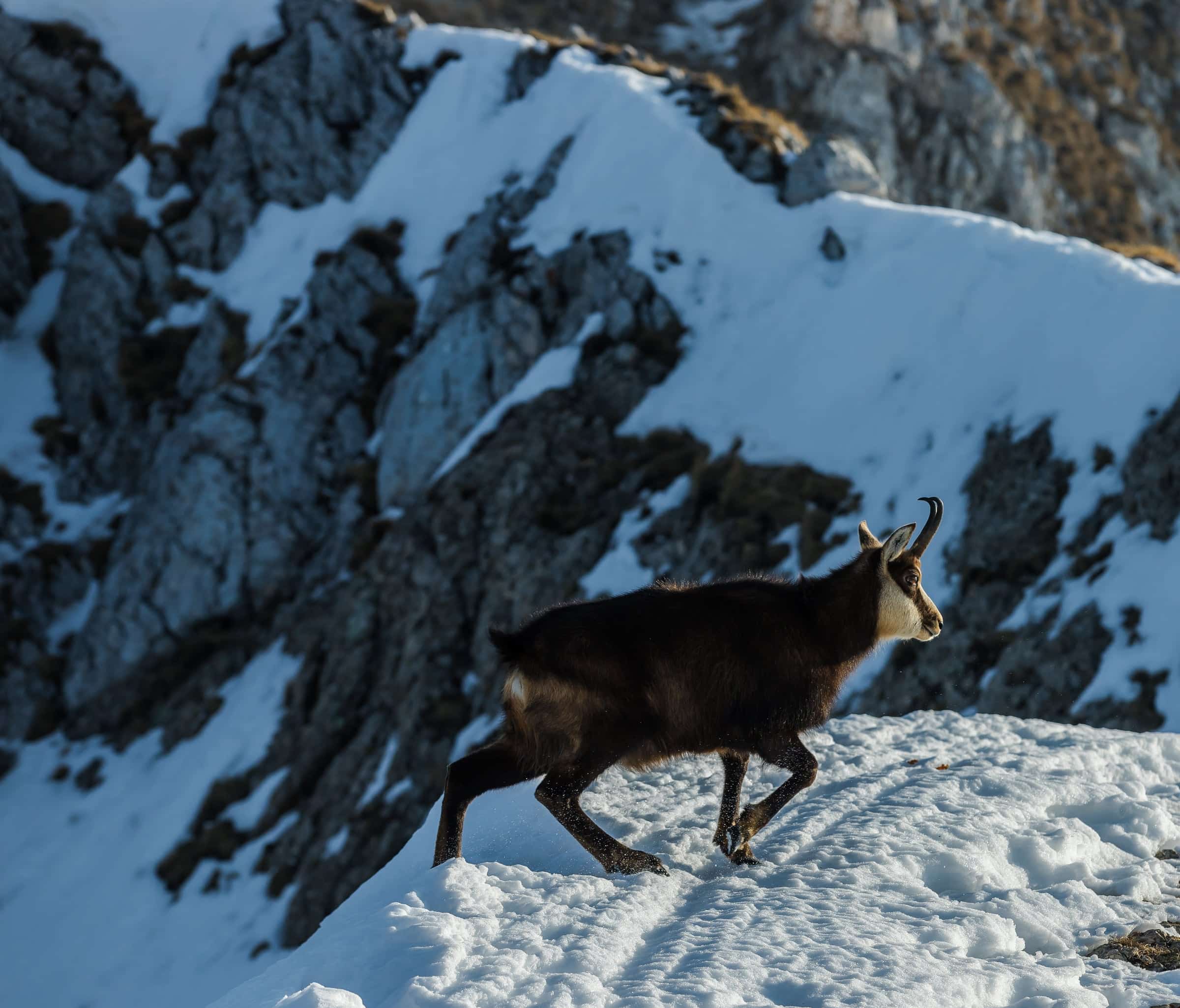Wildlife in a protected forest landscape.