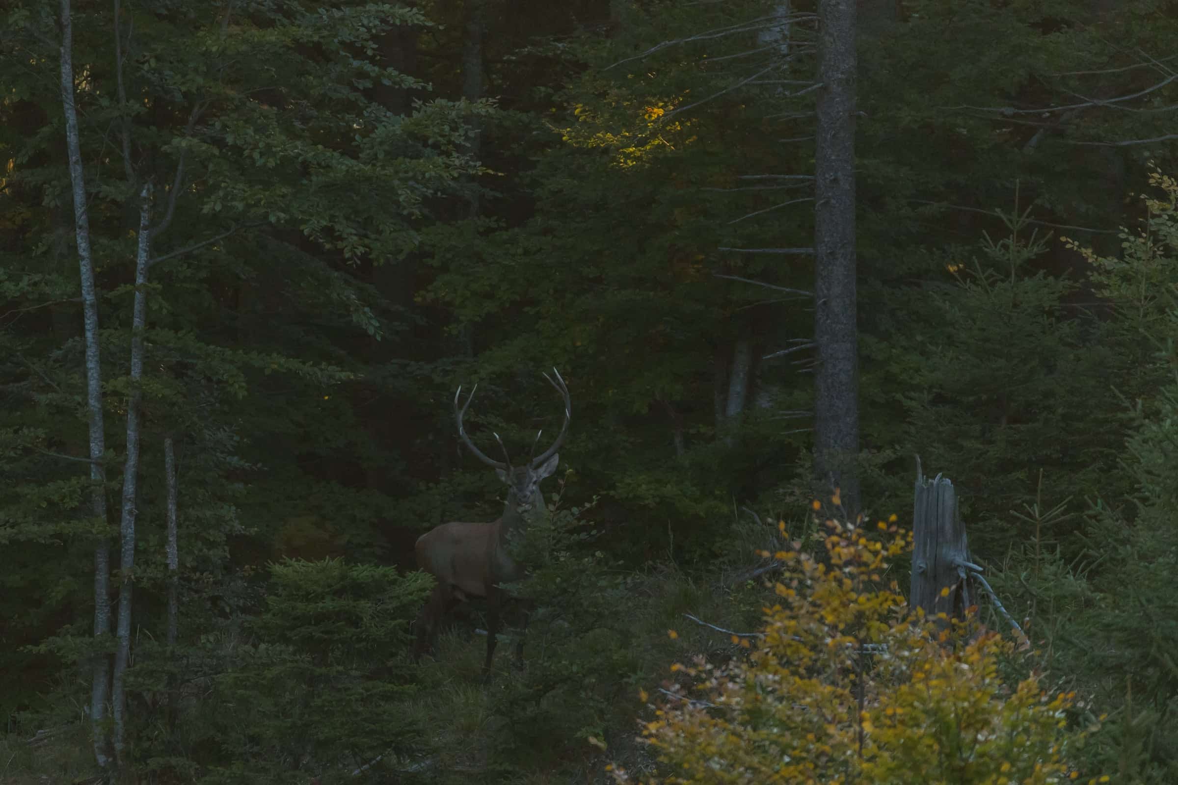 Wildtier in einer geschützten Waldlandschaft.