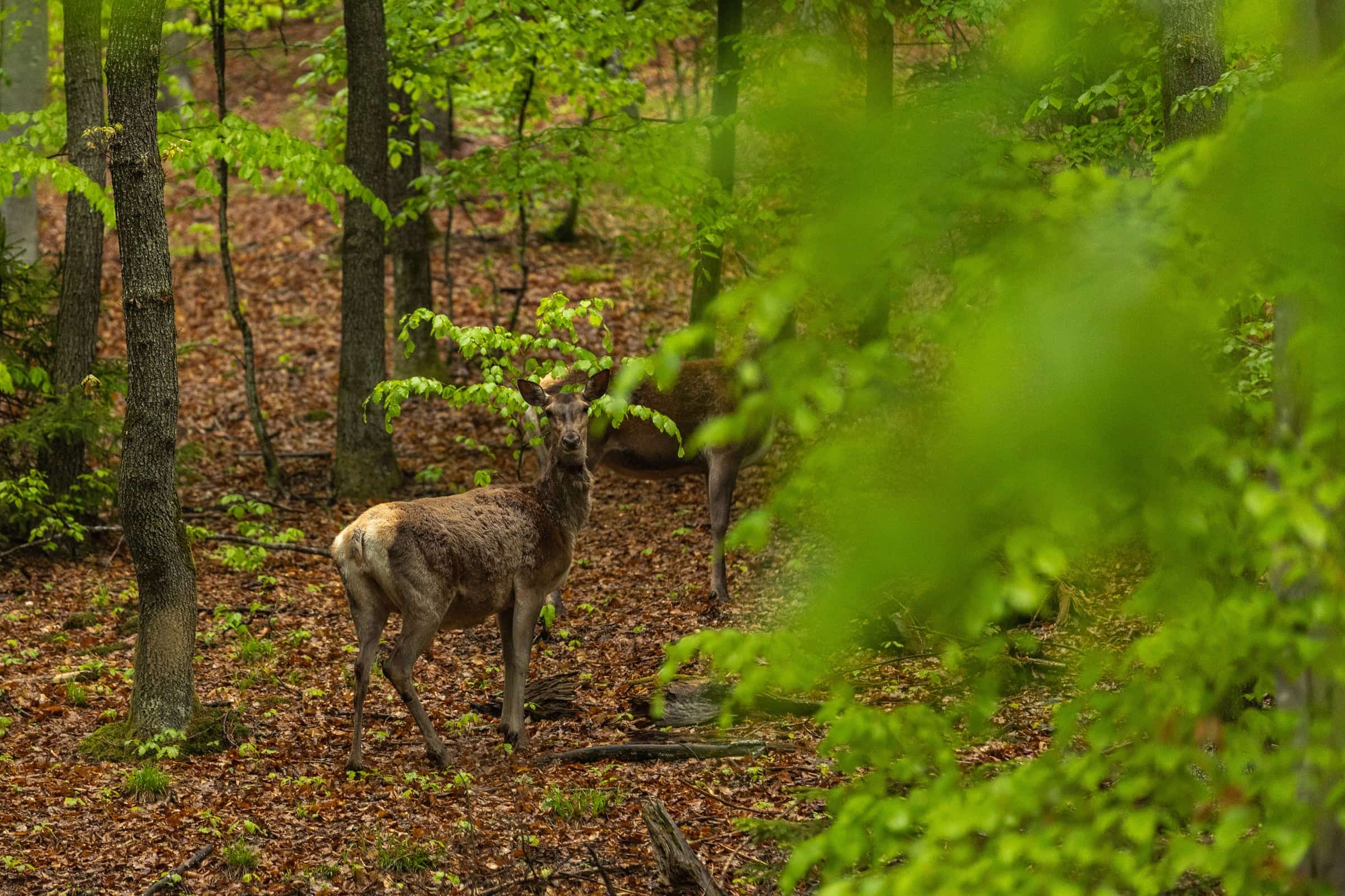 Wildlife in a protected forest landscape.