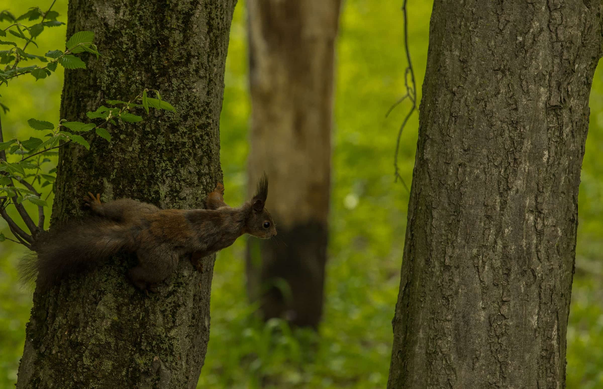Roe deer looking out from behind a mossy trunk.