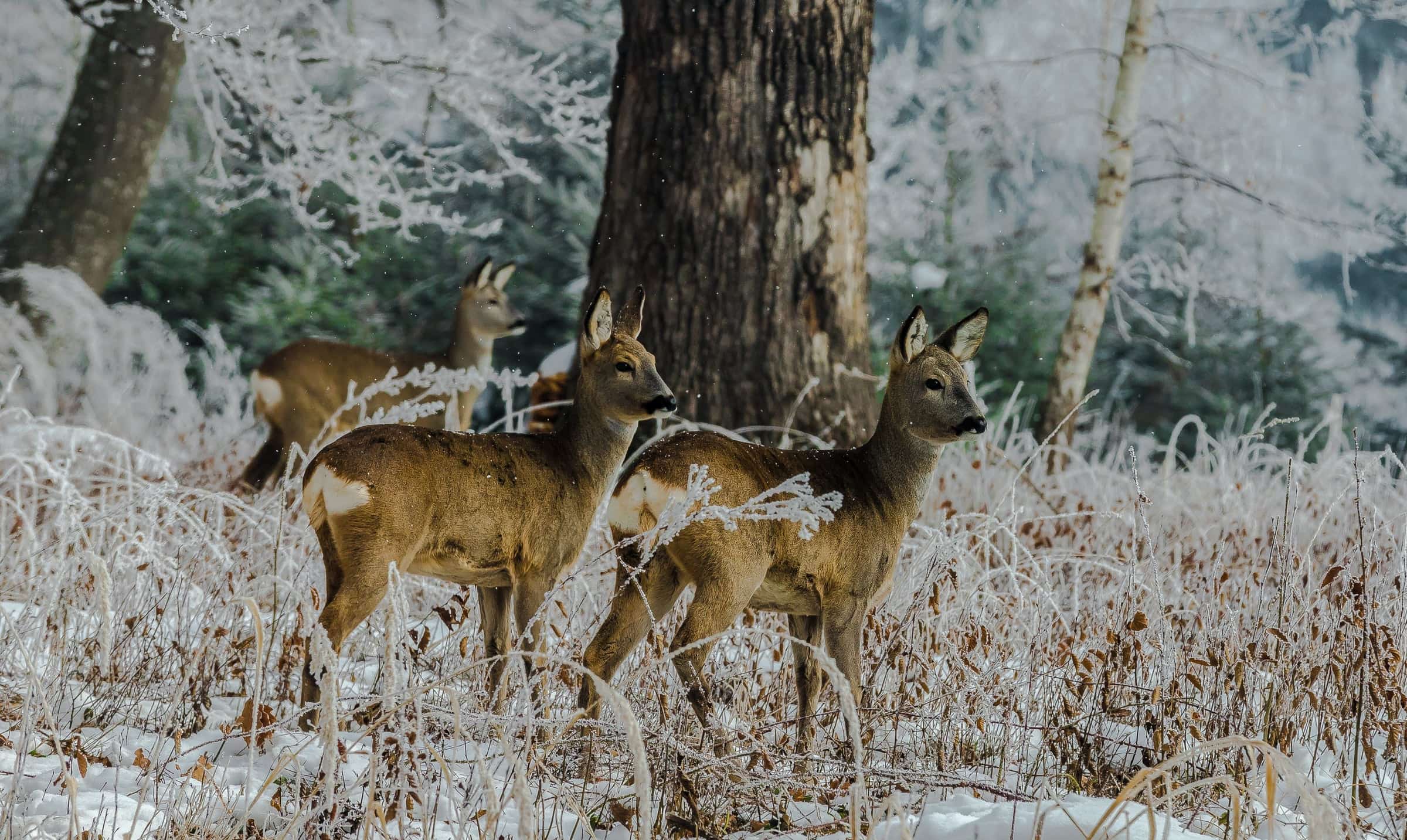 Deer gathered in a frozen winter forest.