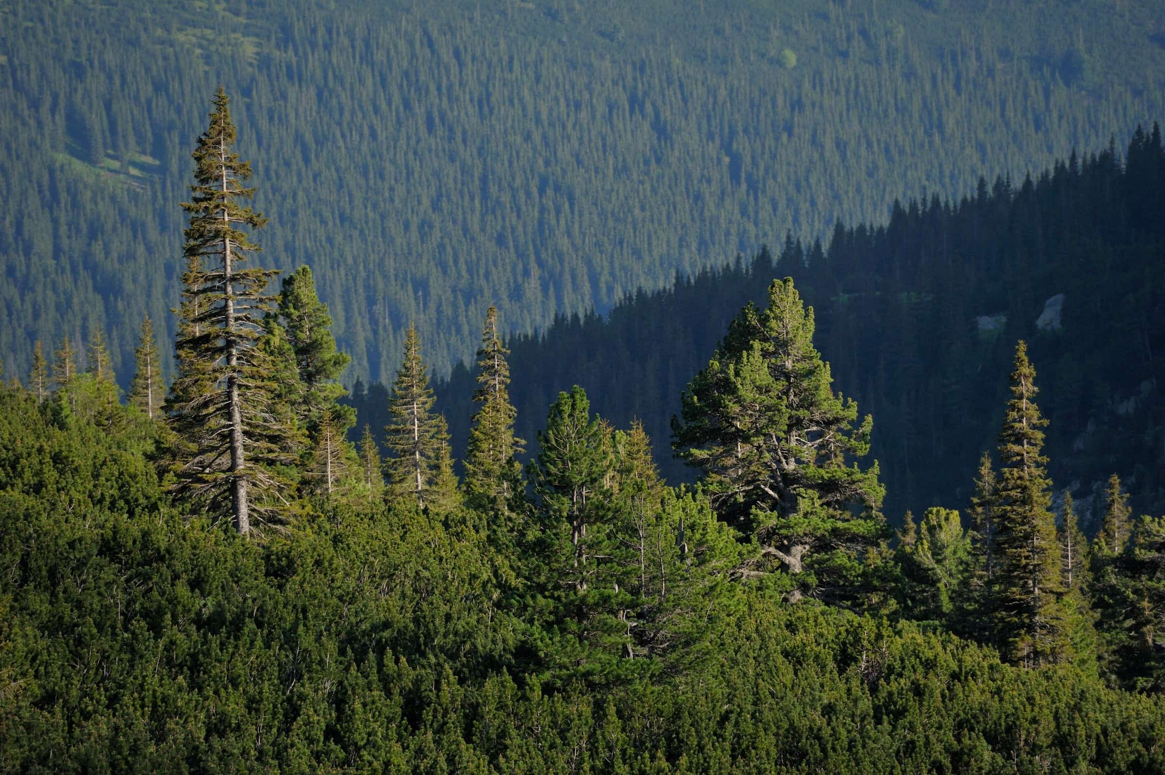 Berglandschaft nahe einem geschützten Wald.