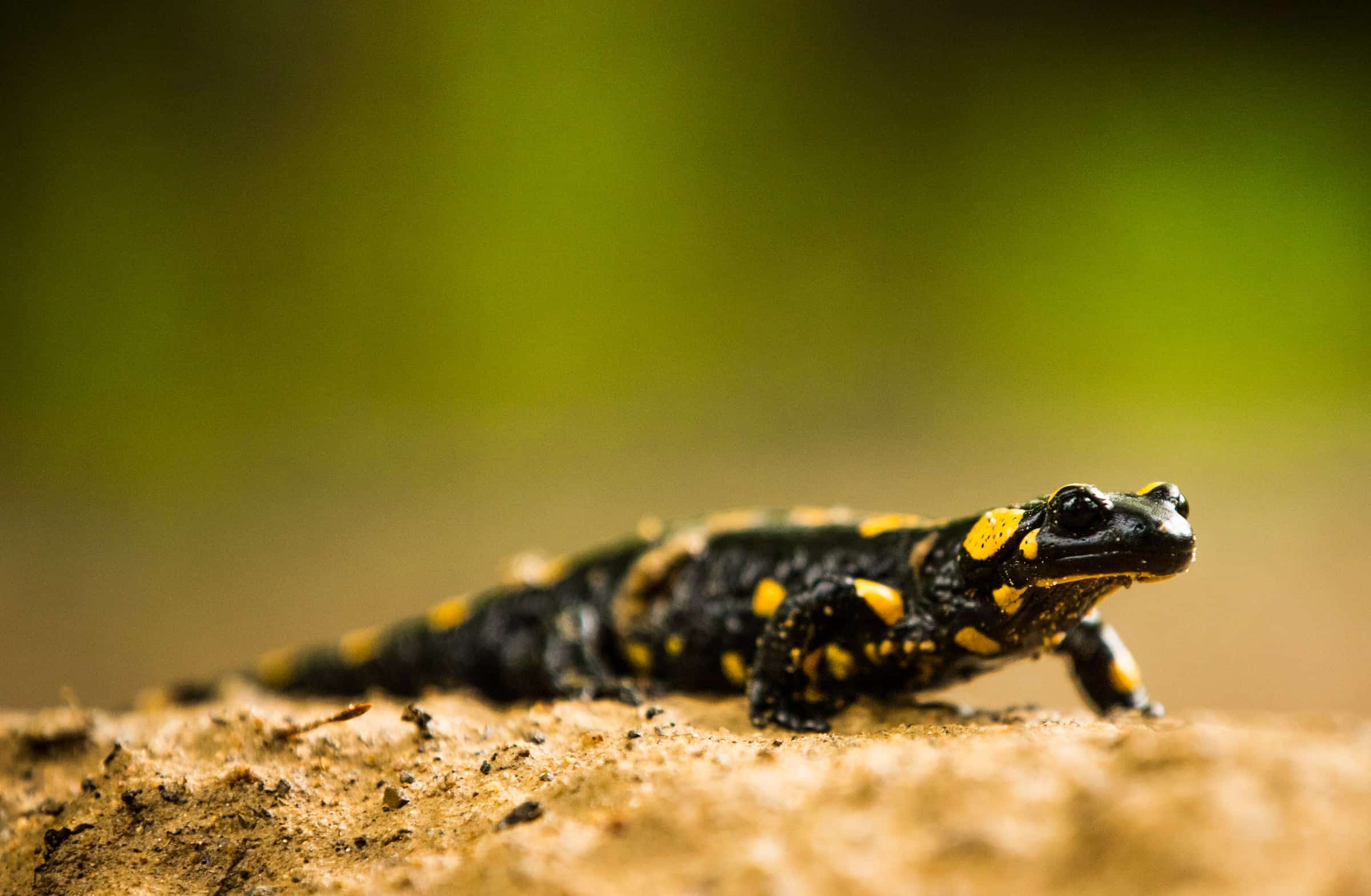Feuersalamander auf dem Waldboden.