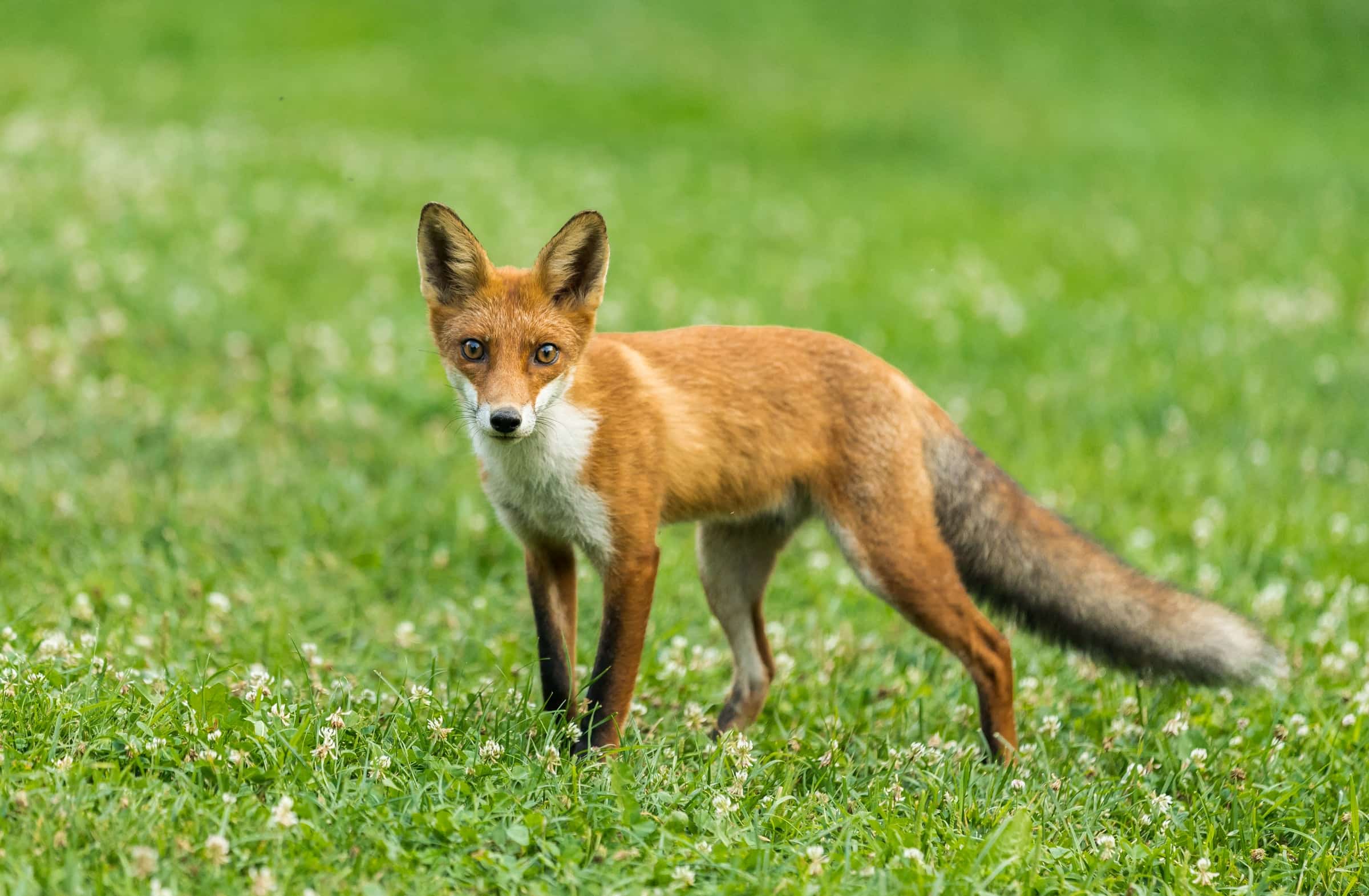 Wildlife in a protected forest landscape.