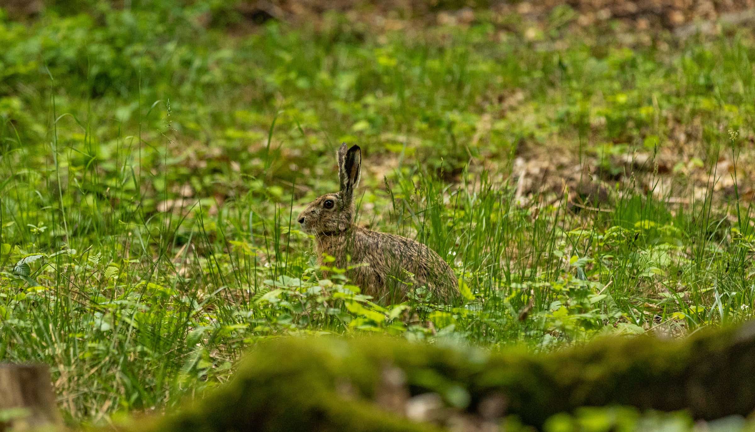 Wildlife in a protected forest landscape.