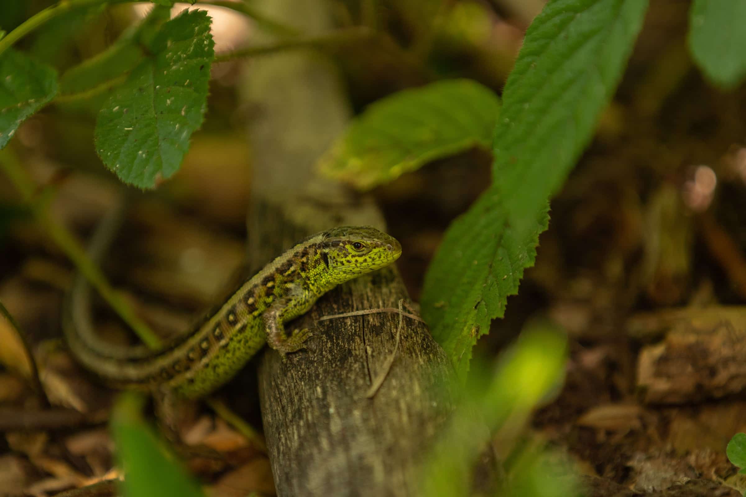 Wildlife in a protected forest landscape.
