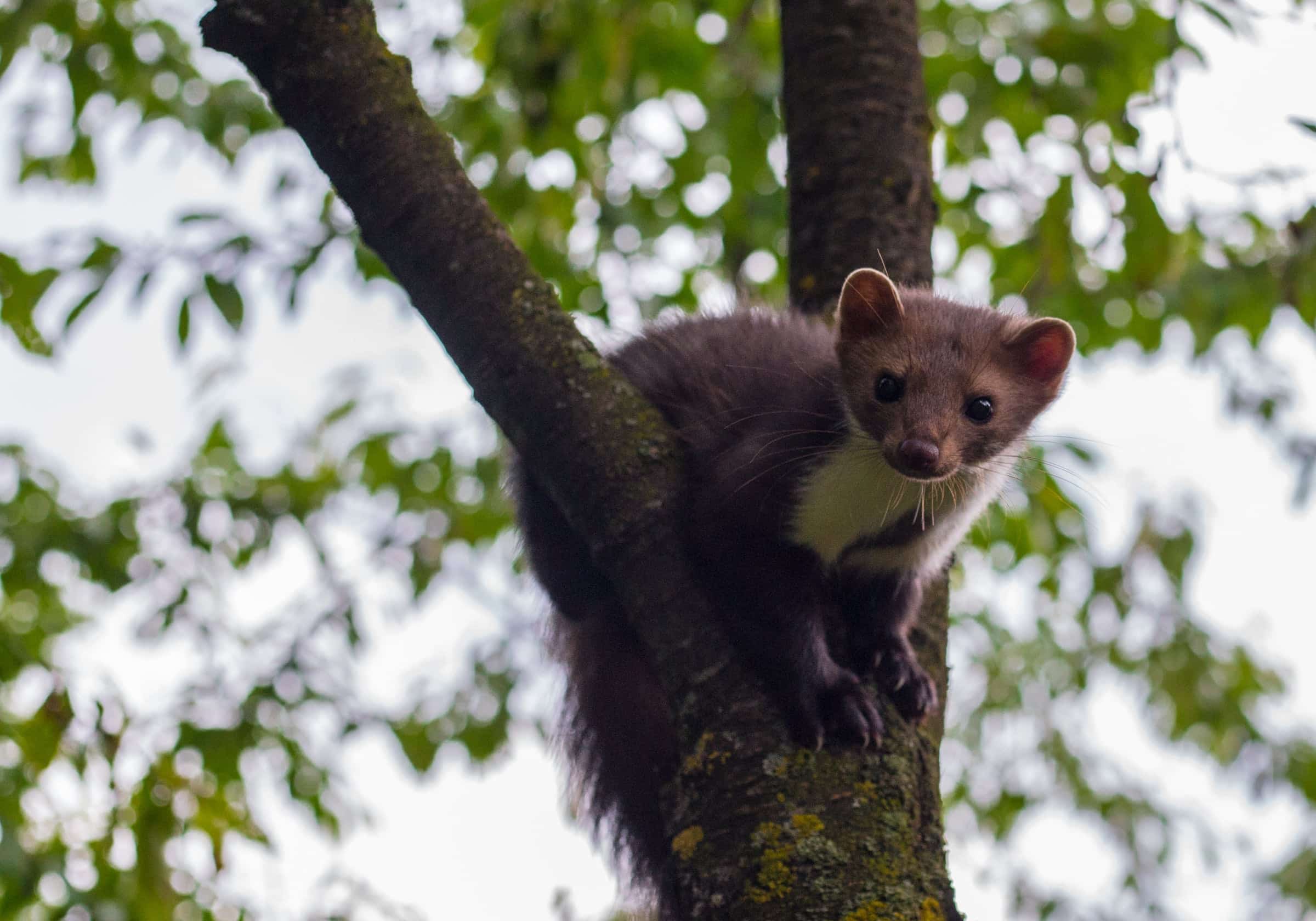 Pine marten looking out from tree branches.