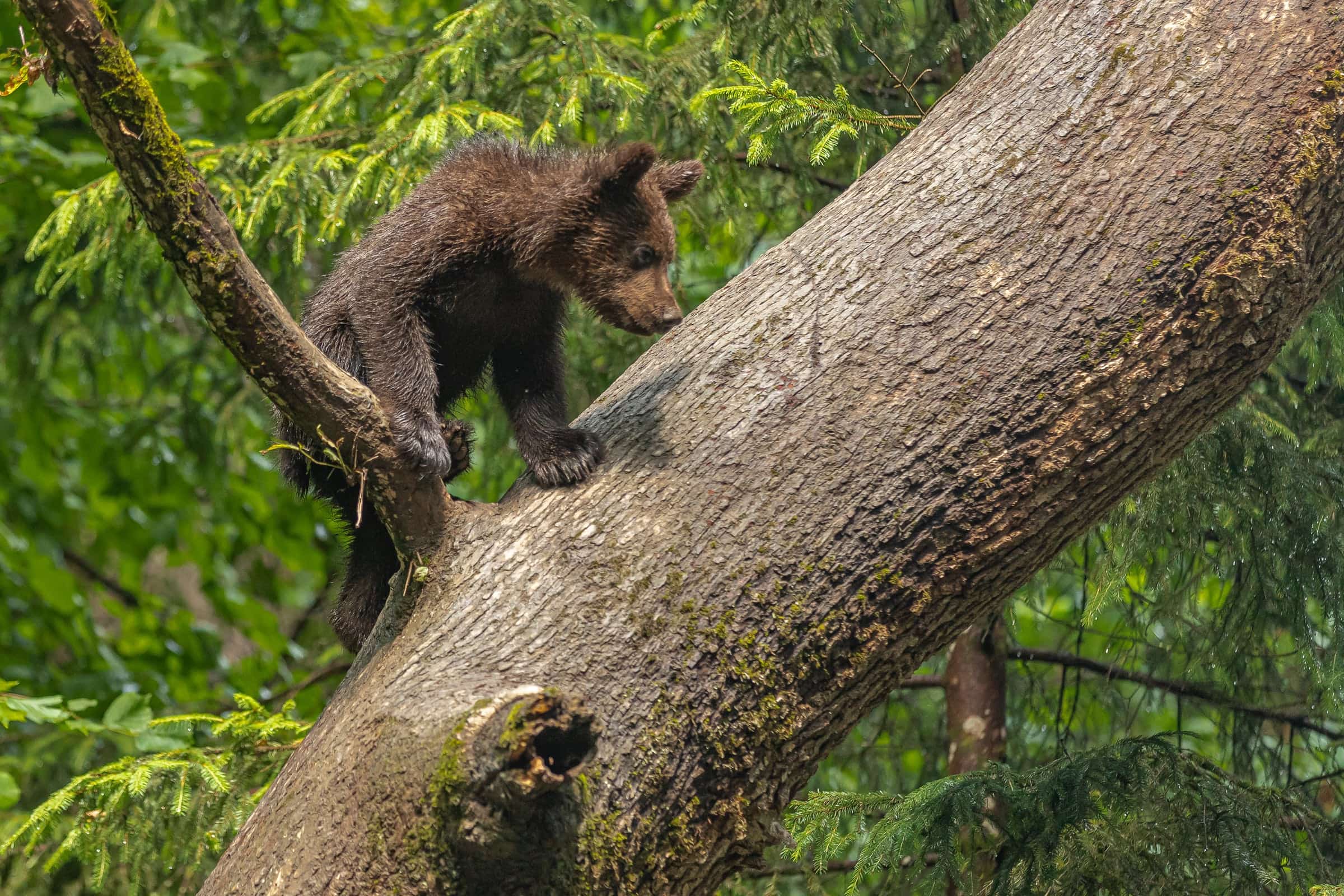 Wildlife in a protected forest landscape.
