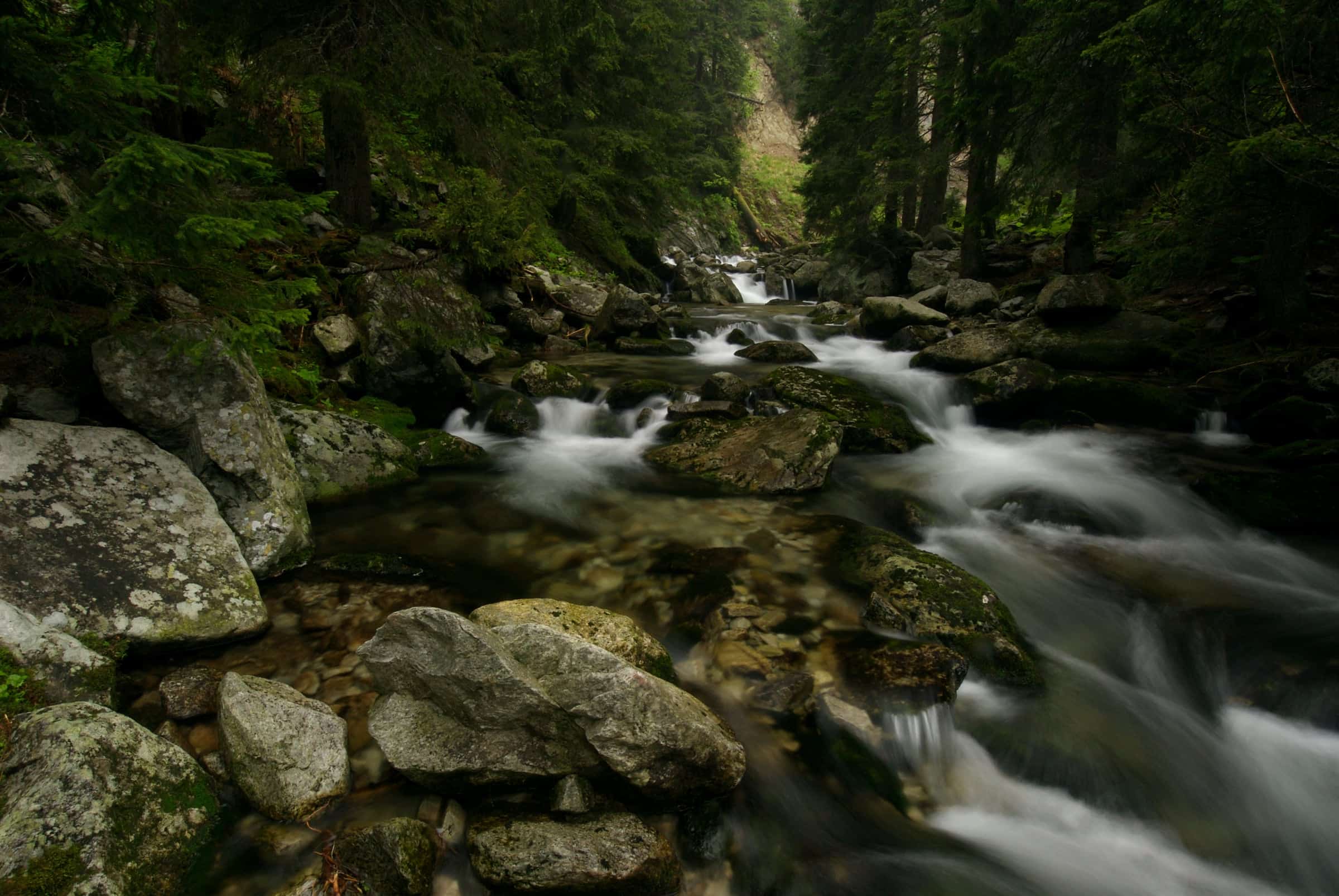 Bach fließt zwischen moosbedeckten Felsen im Wald.