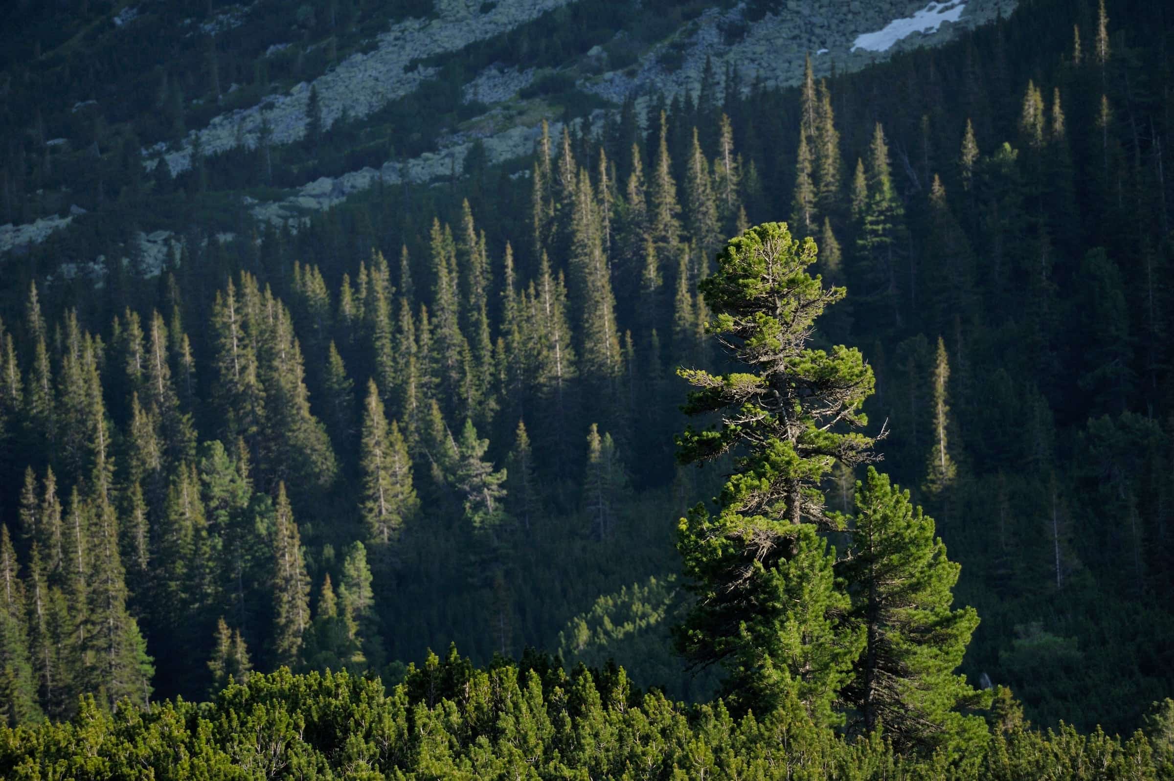 Mountain landscape near a protected forest.