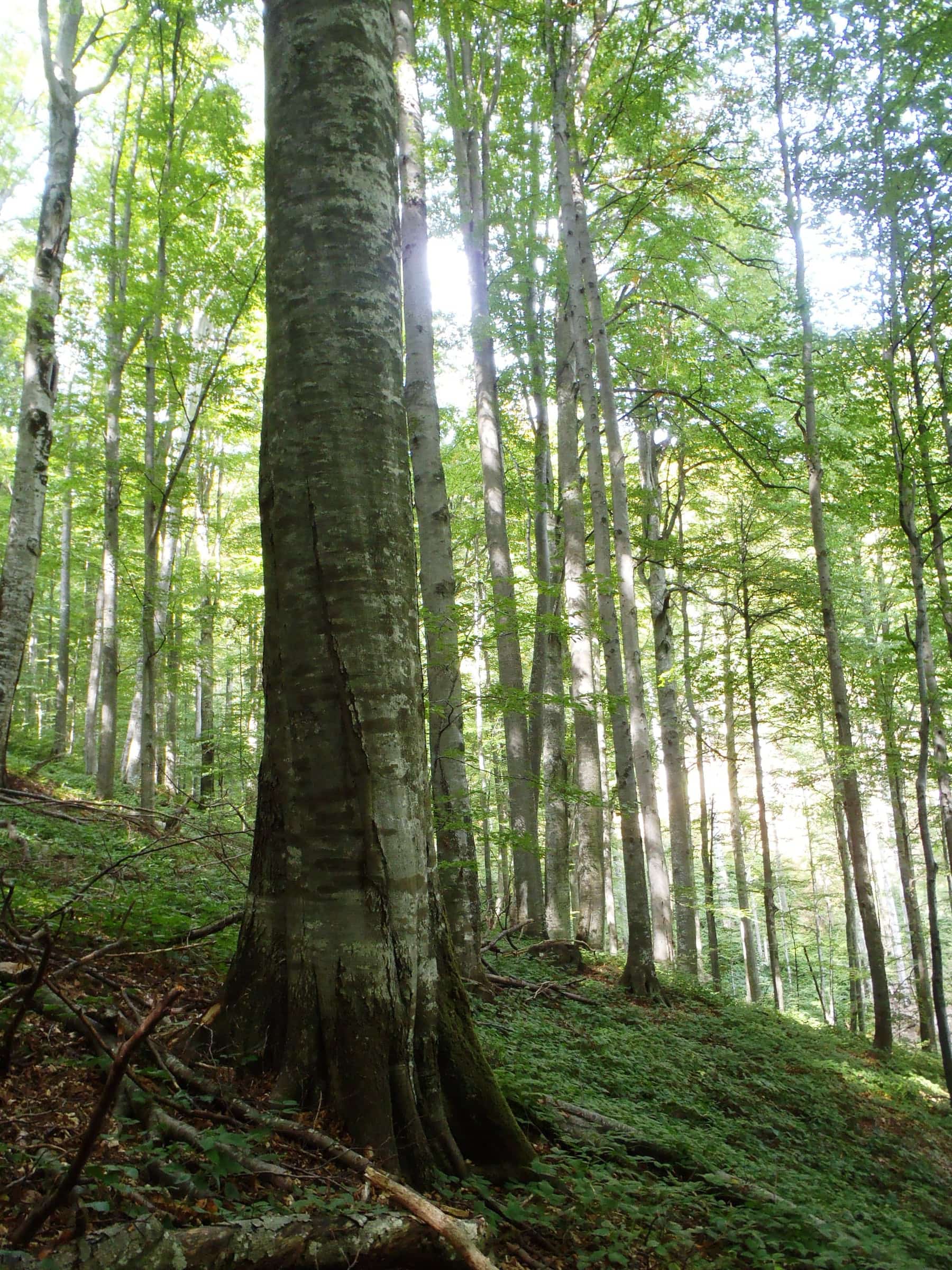 Old beech forest with tall trunks and filtered sunlight.