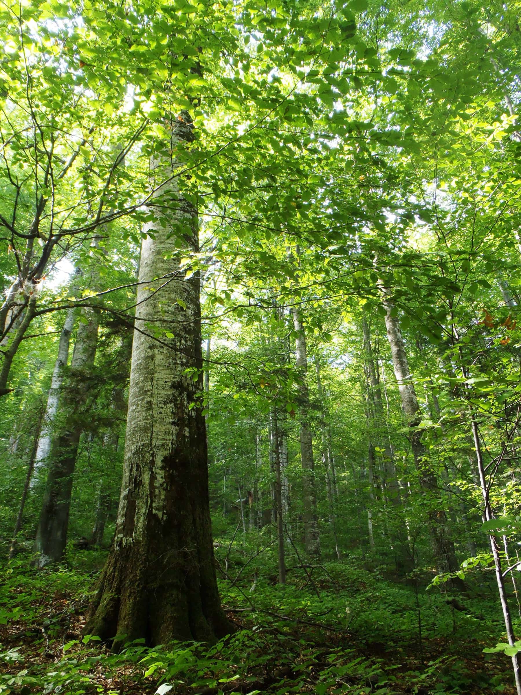 Old forest canopy with tall trees and green light.