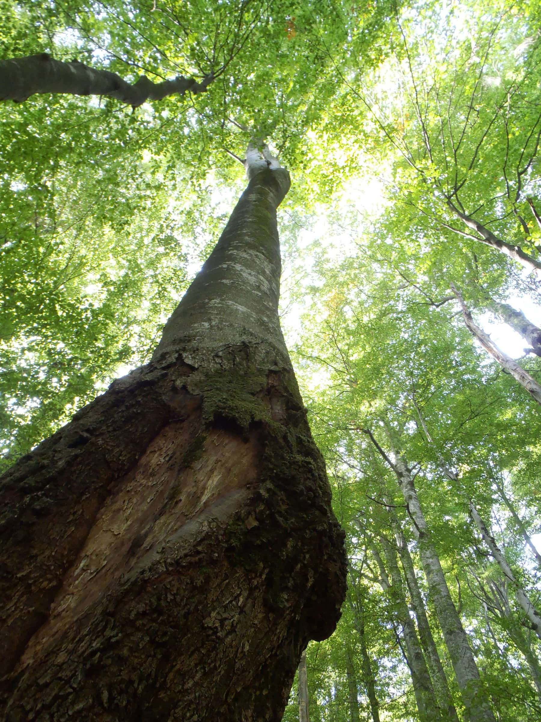 Upward view along an old trunk toward the canopy.