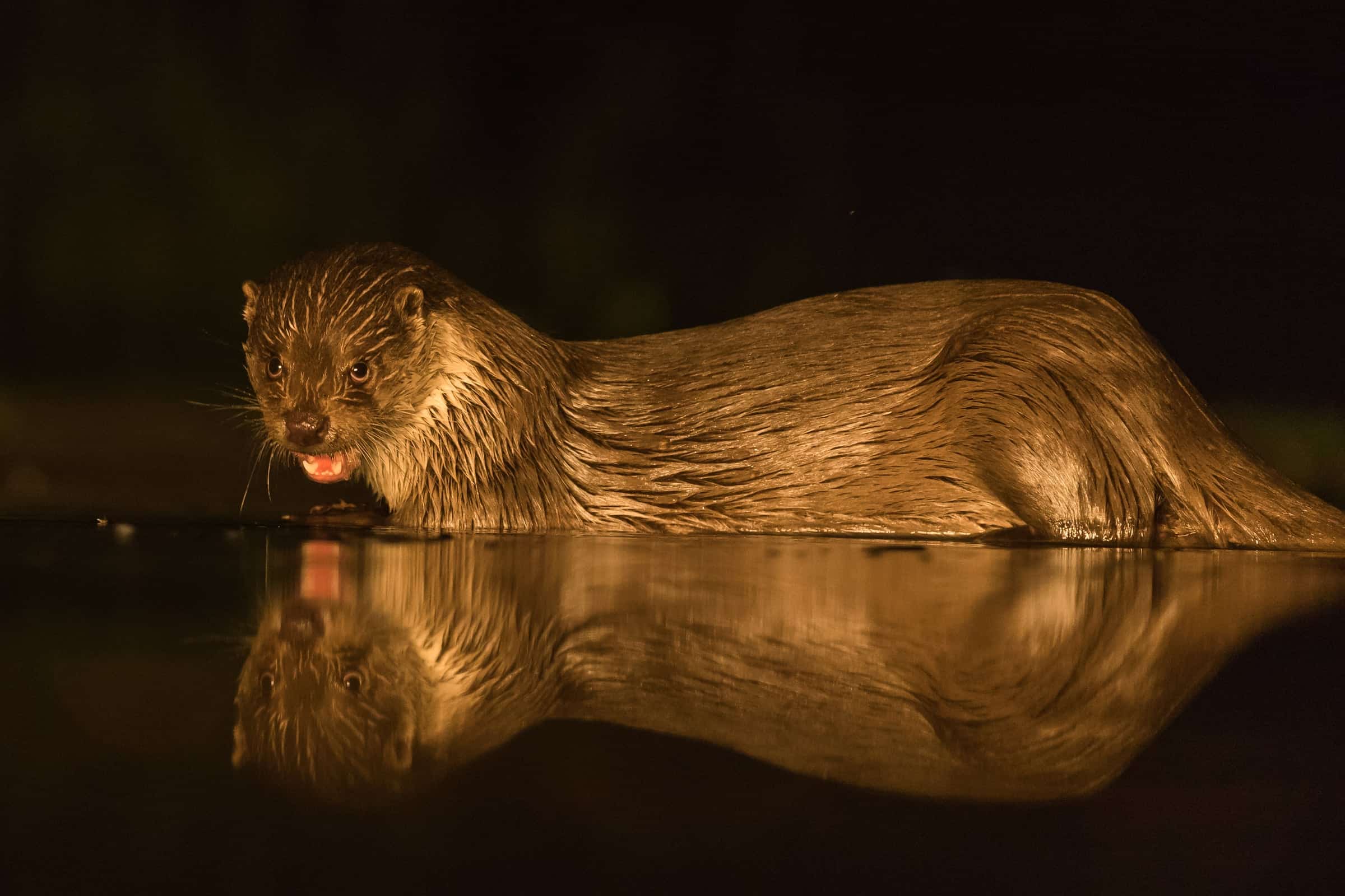 Wildlife in a protected forest landscape.