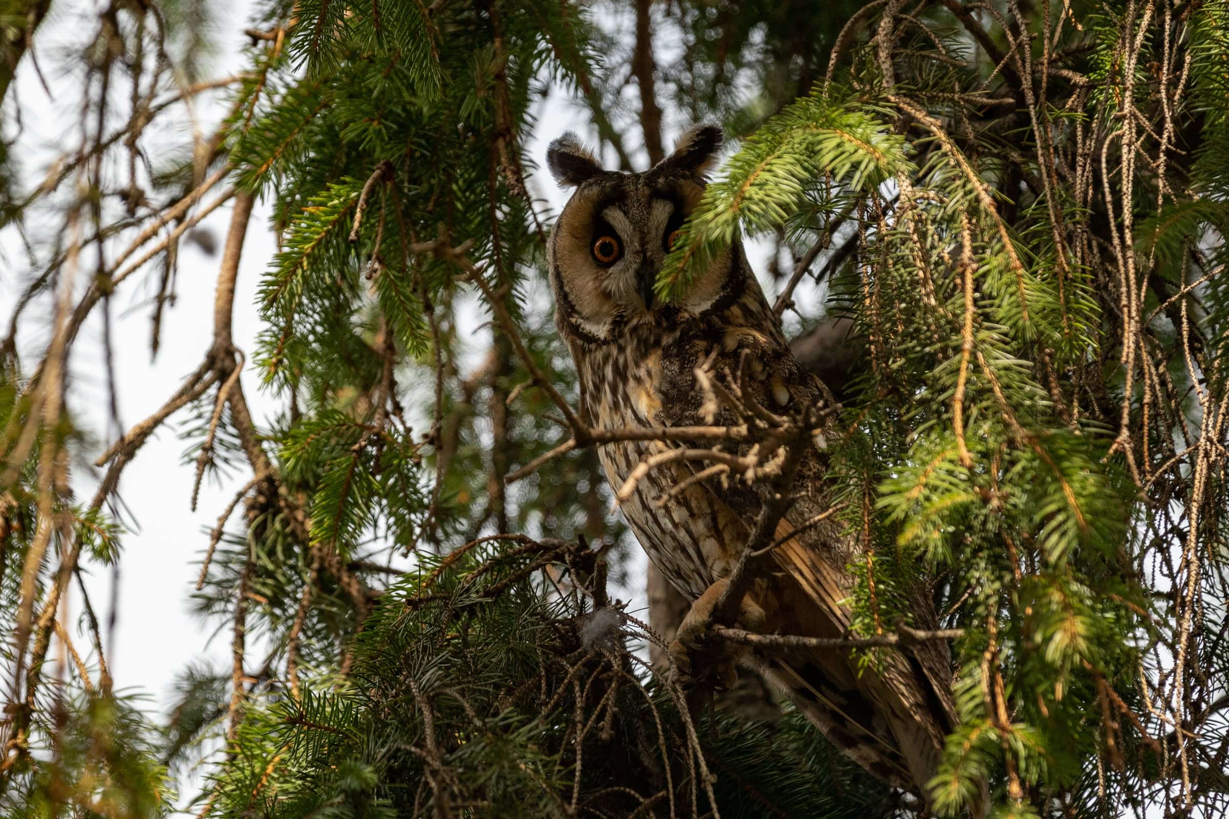 Owl perched among evergreen branches.