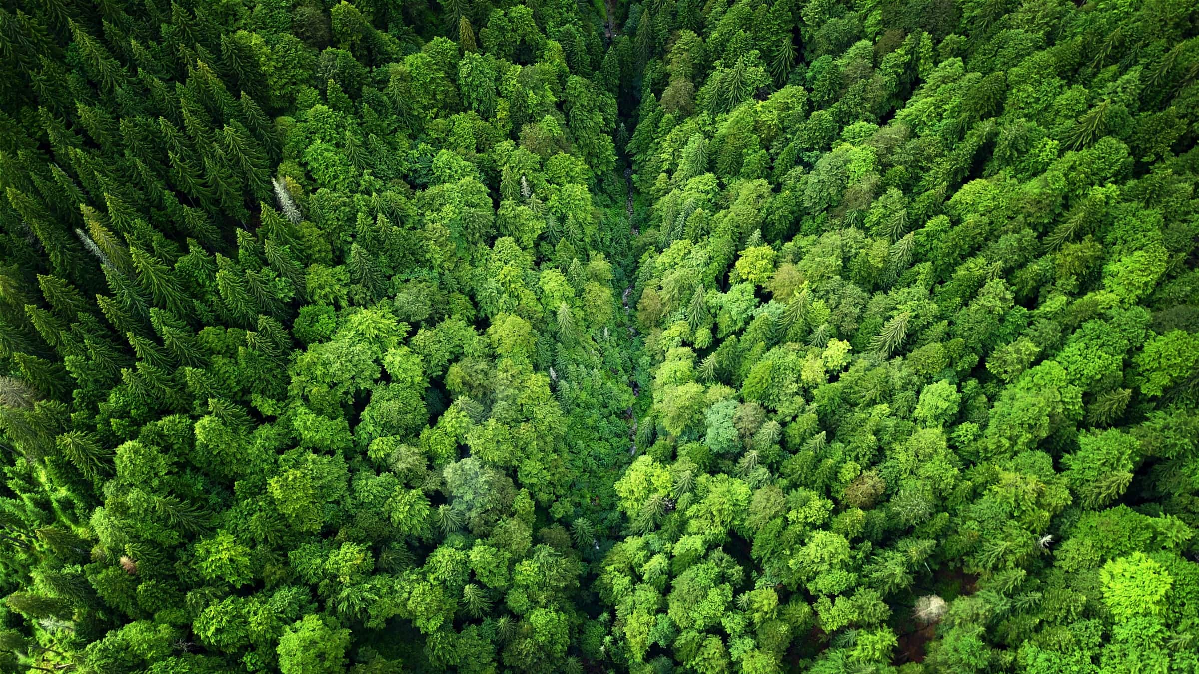 Overhead view of a lush forest canopy at Petrimanu threaded by a narrow watercourse.
