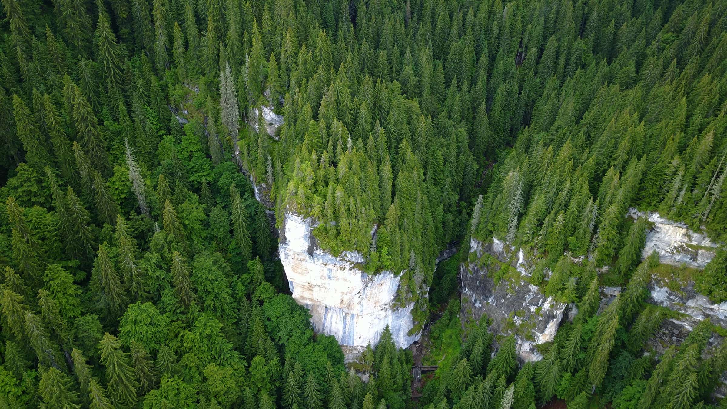 Aerial view of dense spruce forest at Petrimanu, with white limestone cliffs breaking through the canopy.