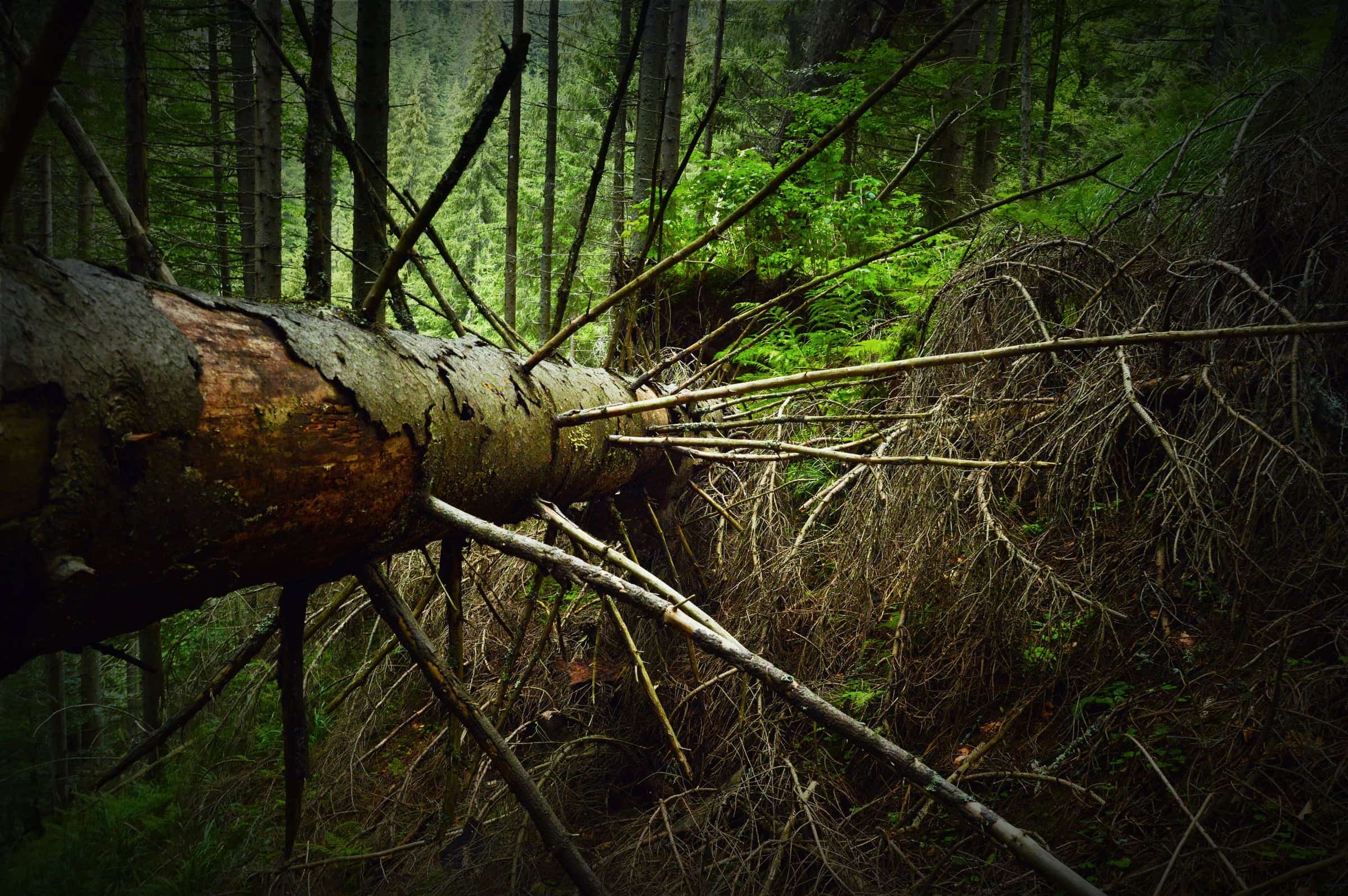 A large fallen spruce with its root plate exposed in the old-growth interior at Petrimanu.