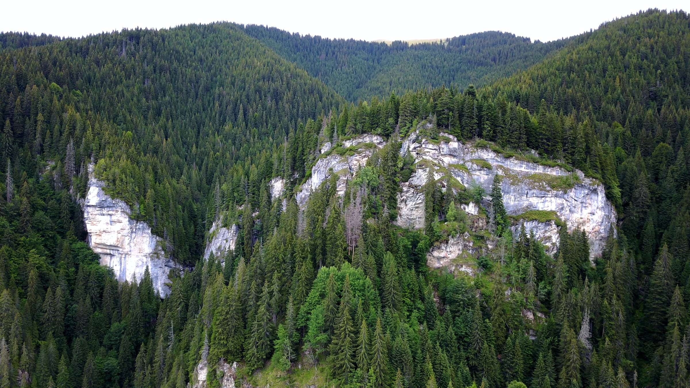 A pale limestone outcrop ringed by spruce forest on a ridge at Petrimanu, seen from the air.
