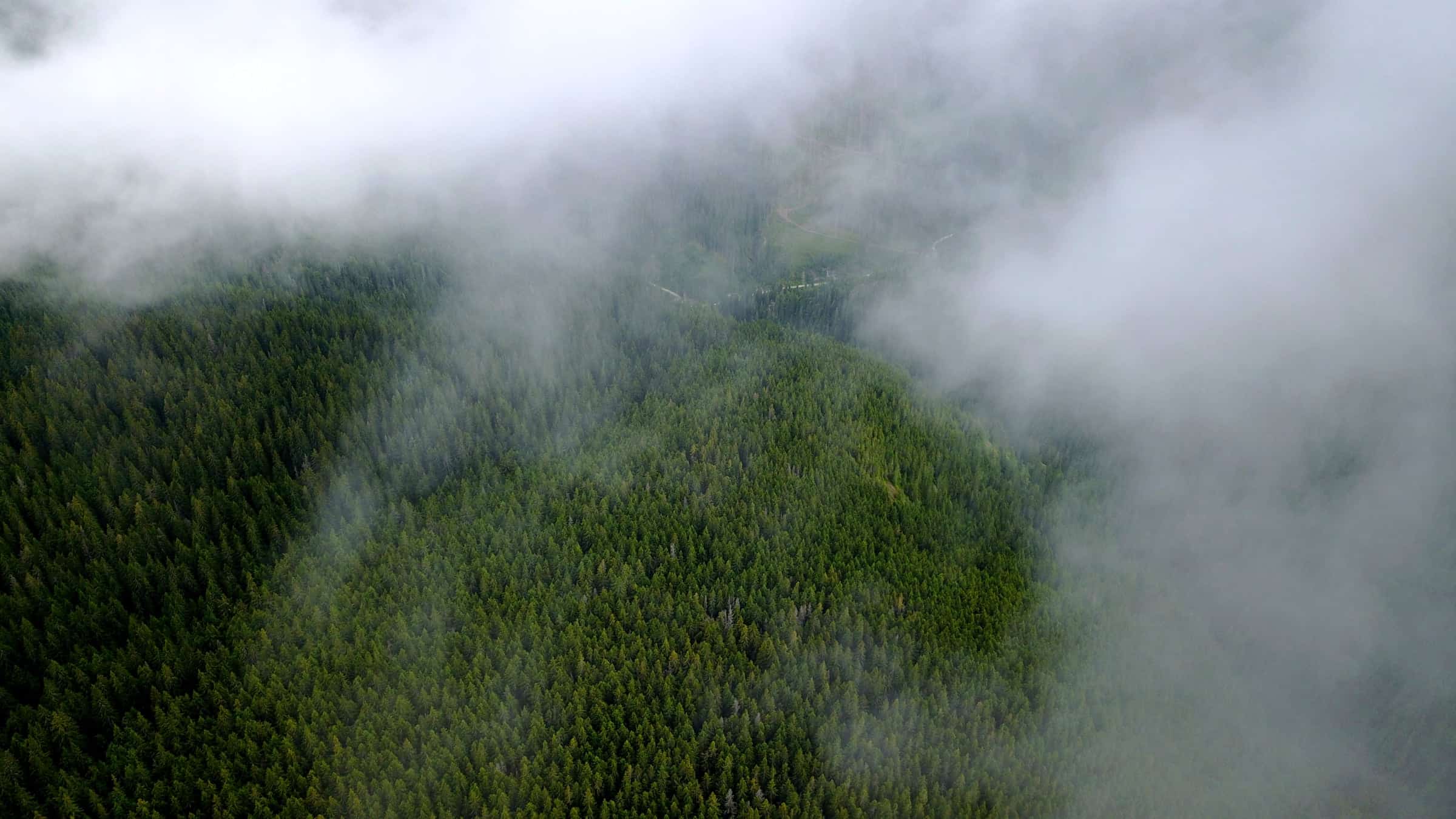 Mist drifting over spruce-covered slopes at Petrimanu.