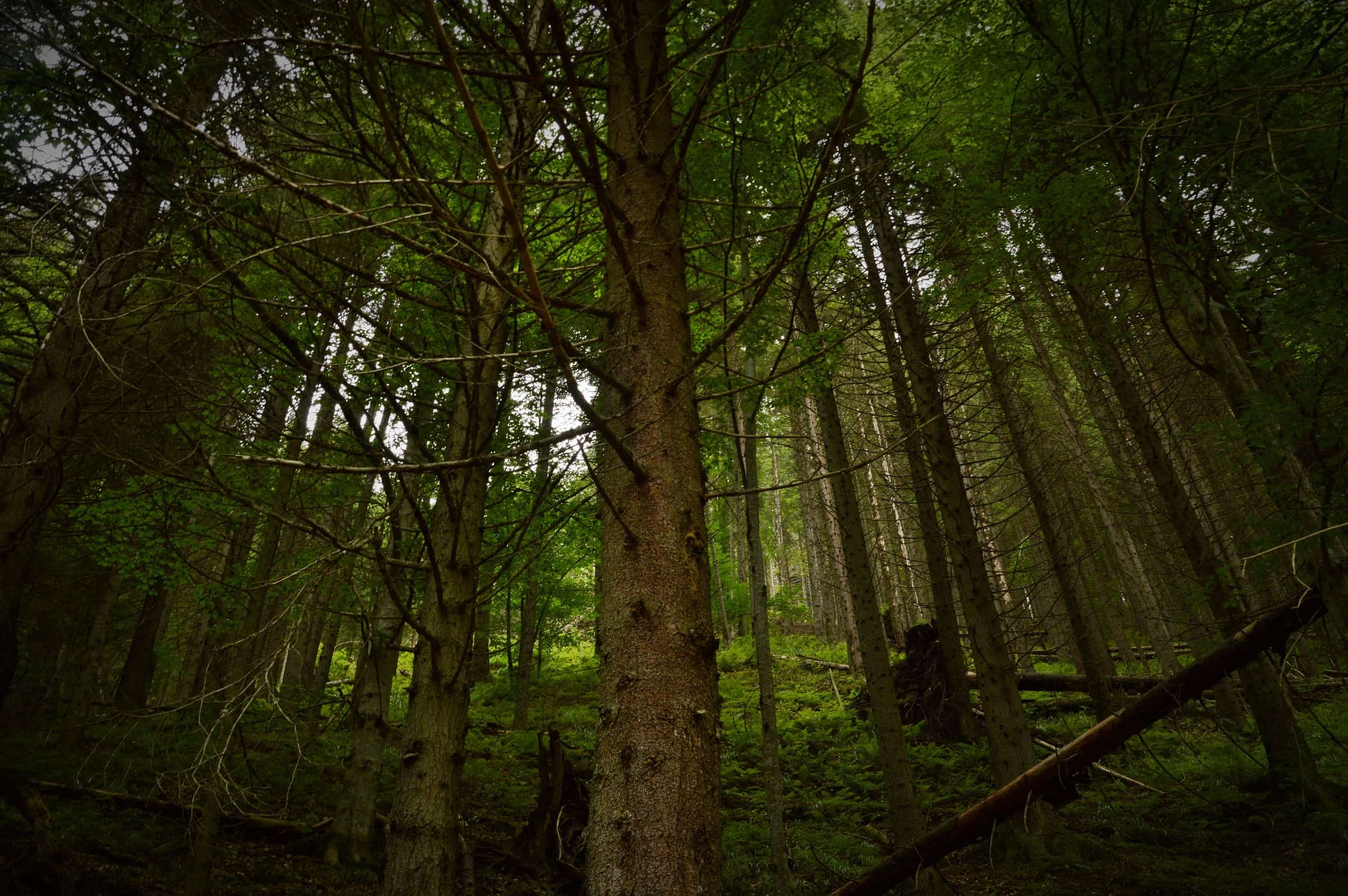 Looking up through tall spruce trunks in the old-forest interior at Petrimanu.