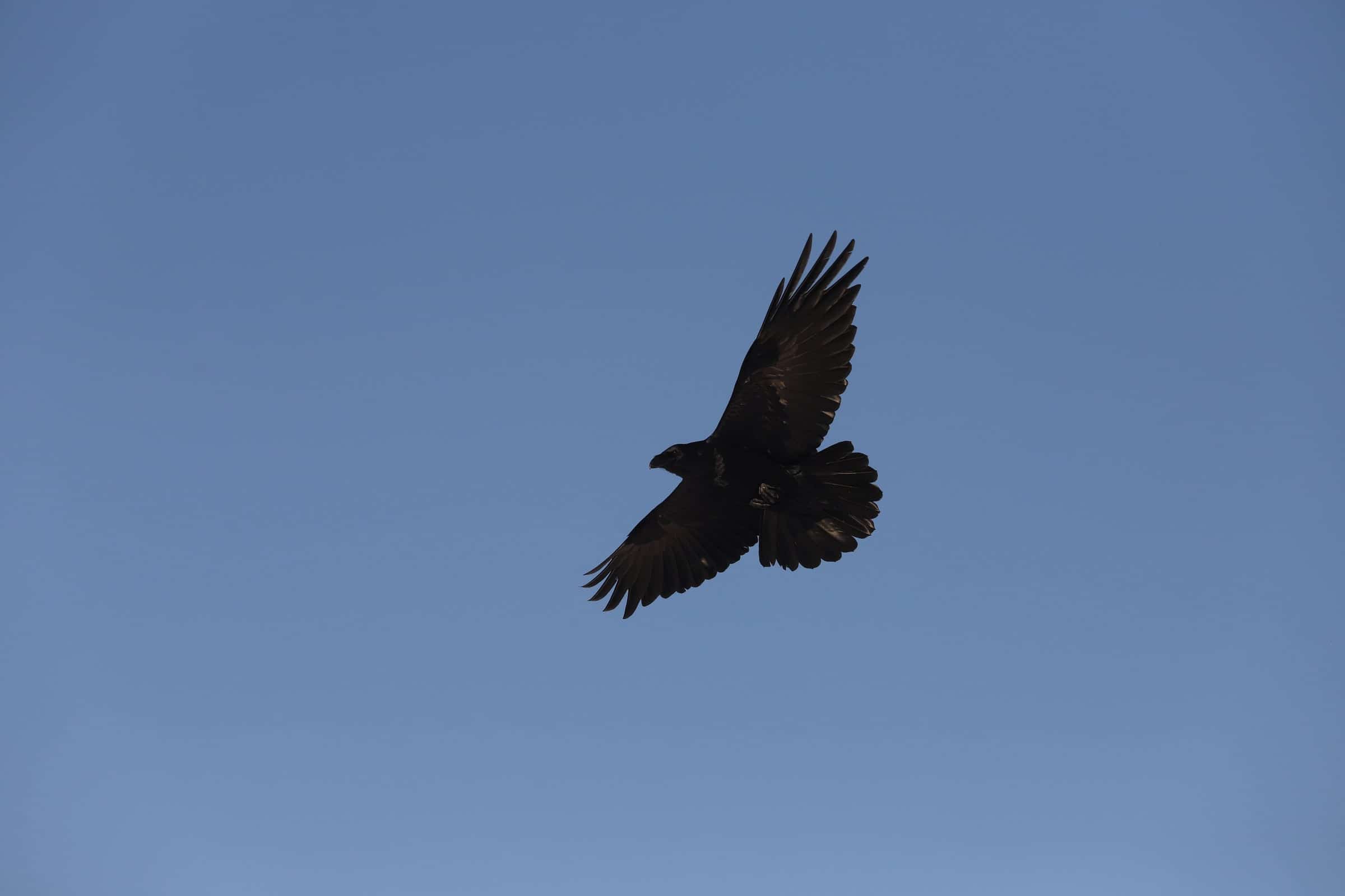 Large bird of prey flying across a blue sky.