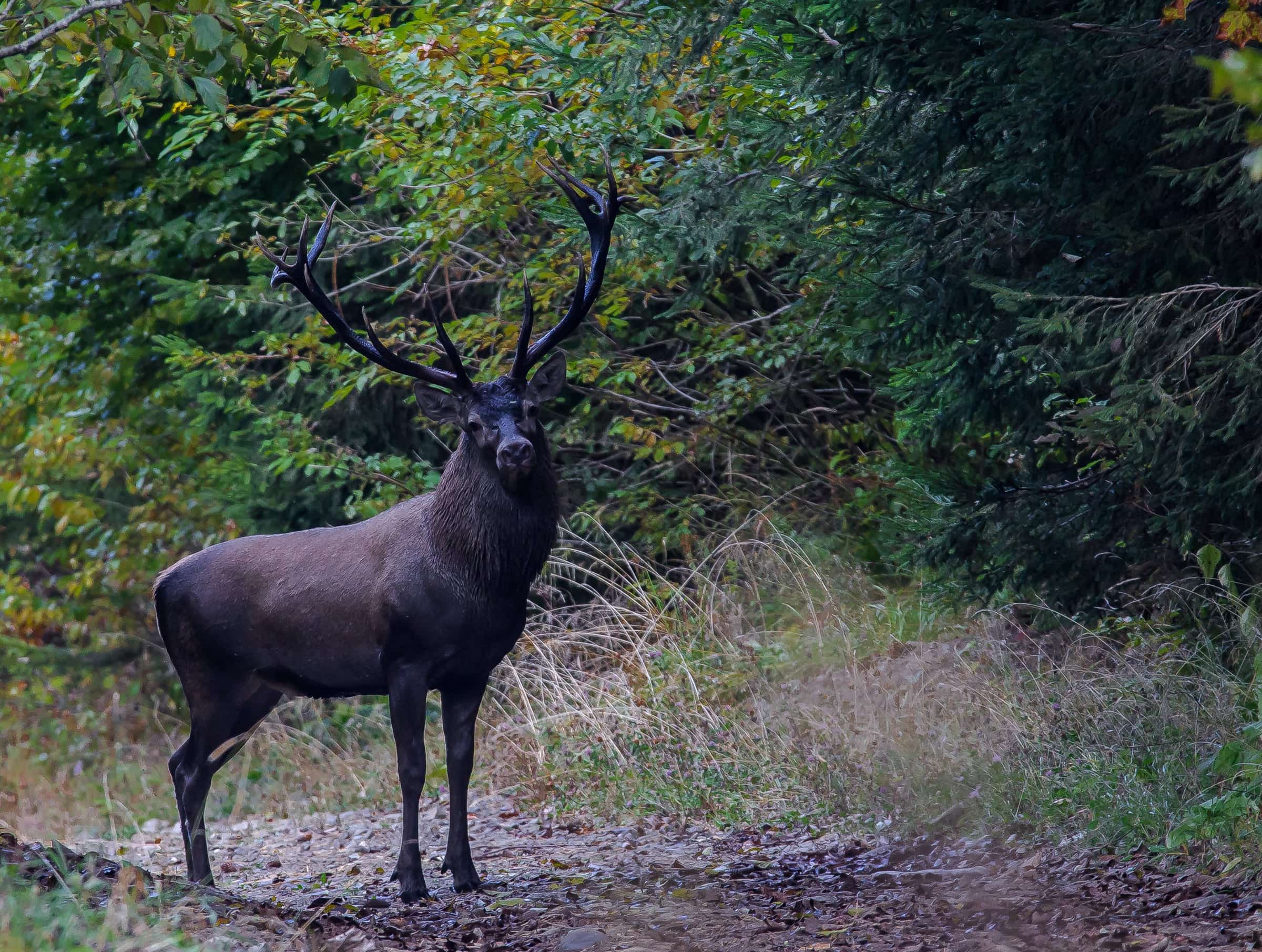 Wildlife in a protected forest landscape.