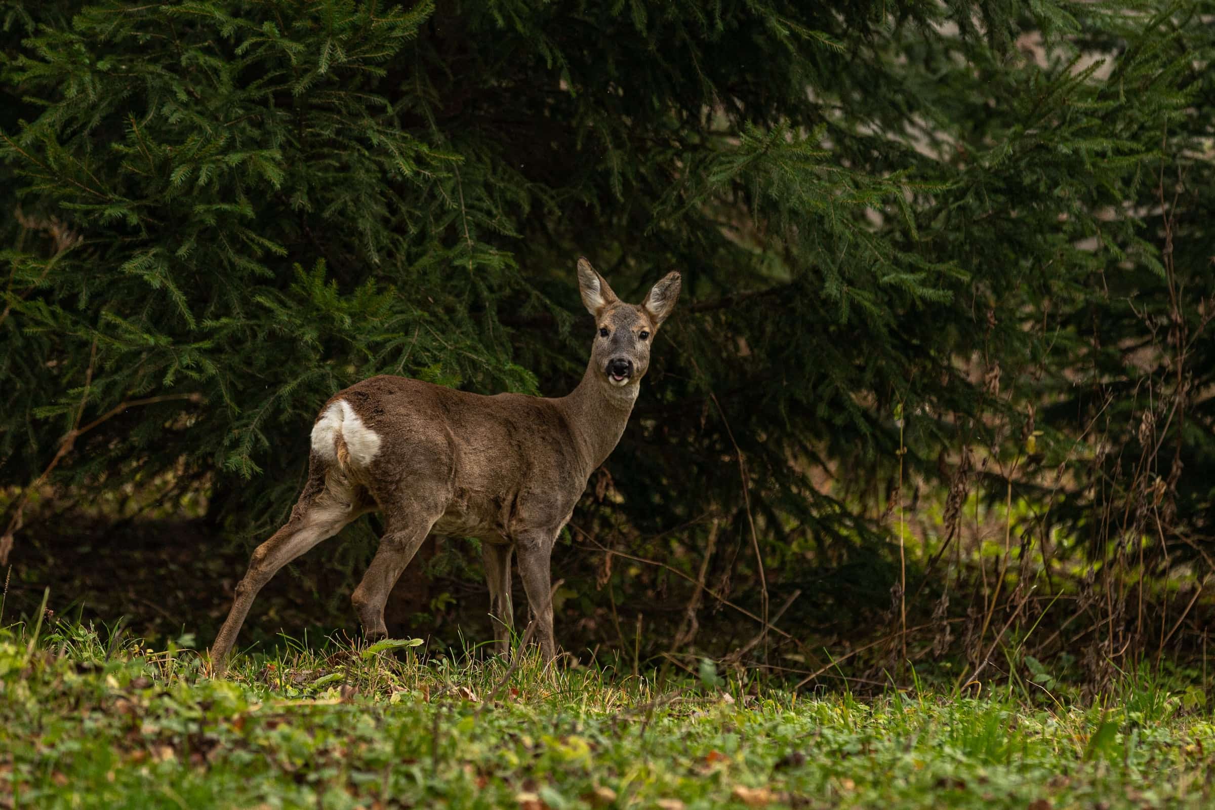 Wildlife in a protected forest landscape.