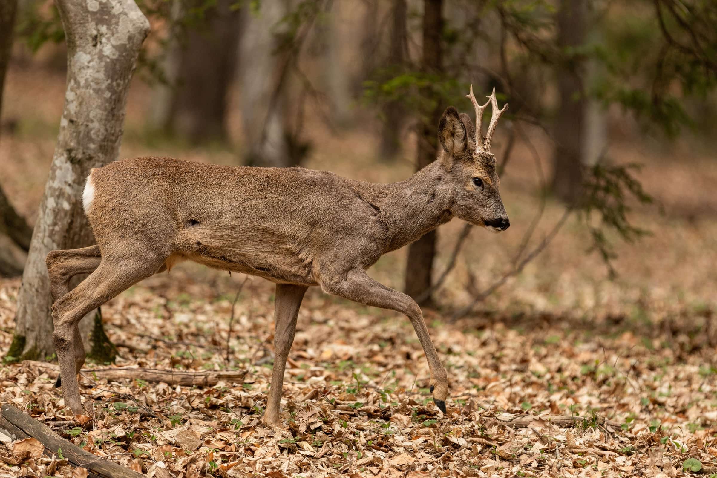 Wildlife in a protected forest landscape.